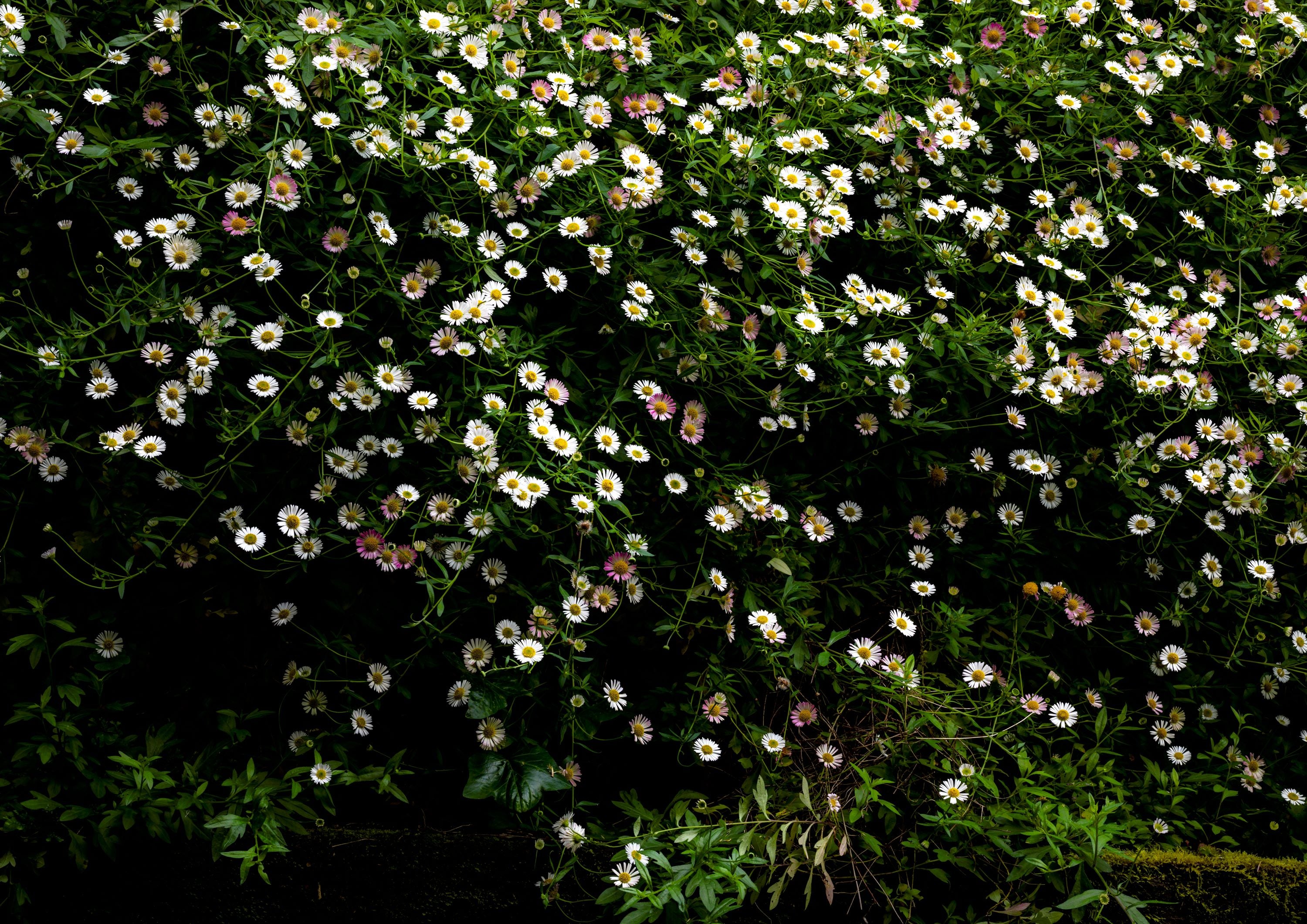 The Daisy Bank | Open Edition Print