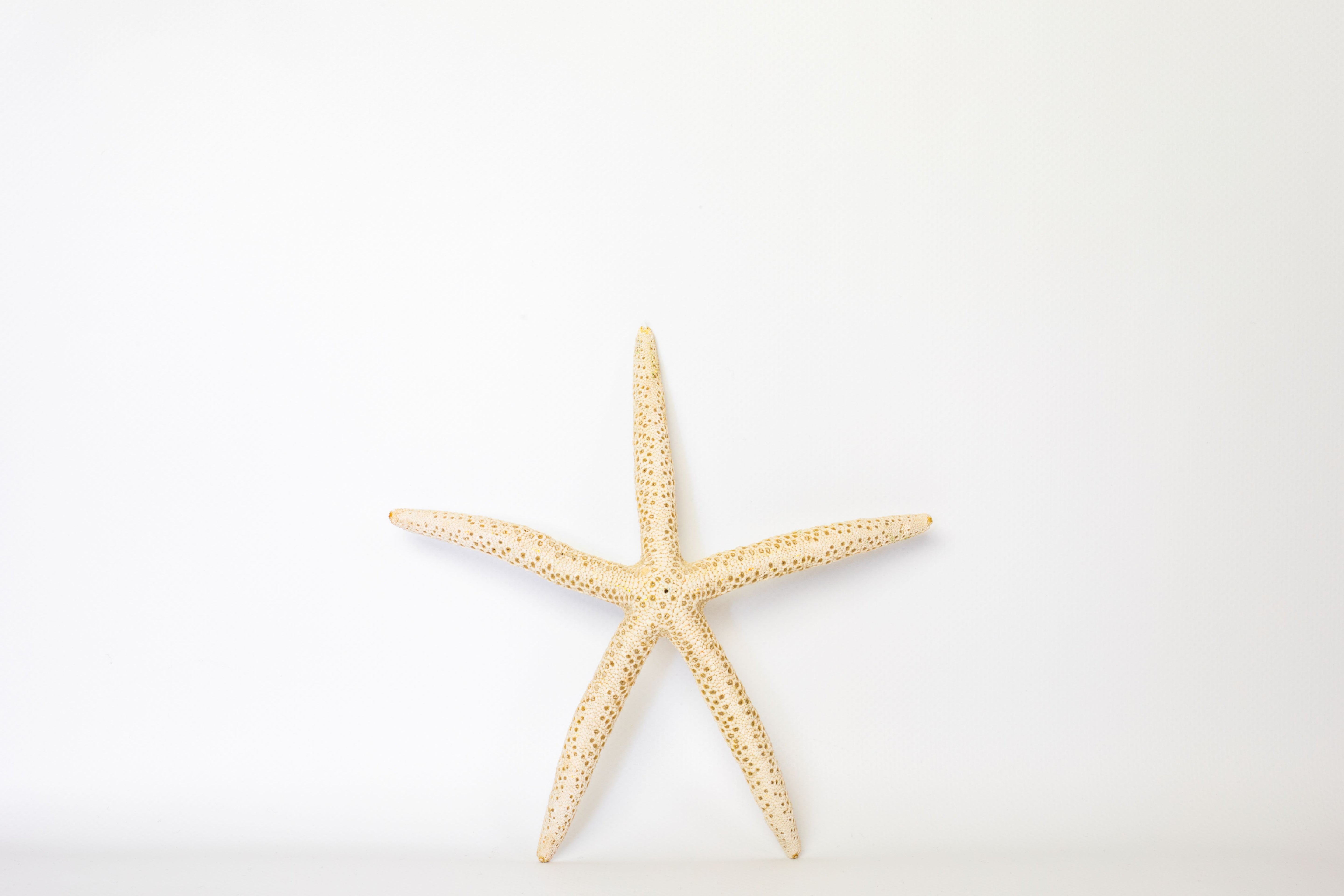 Starfish Poster Print