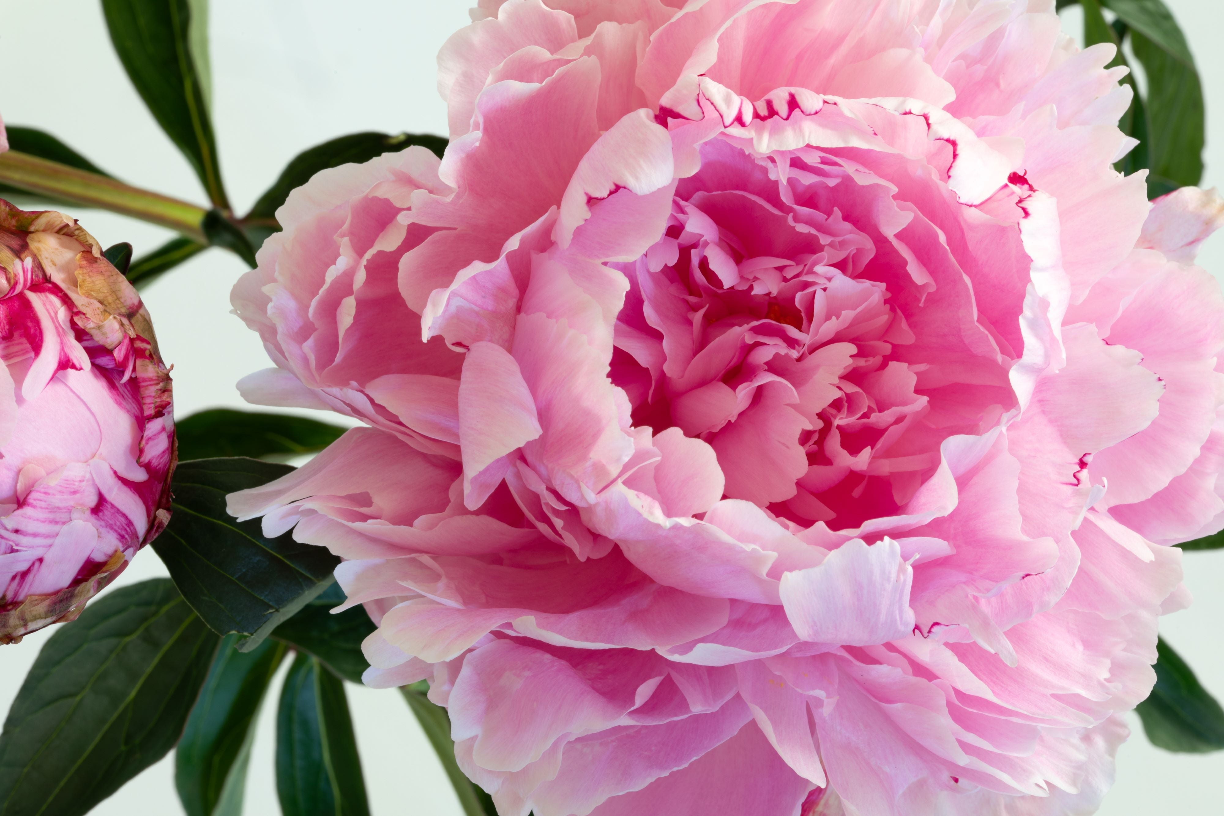 The Heart of Pink Peony | Canvas Print