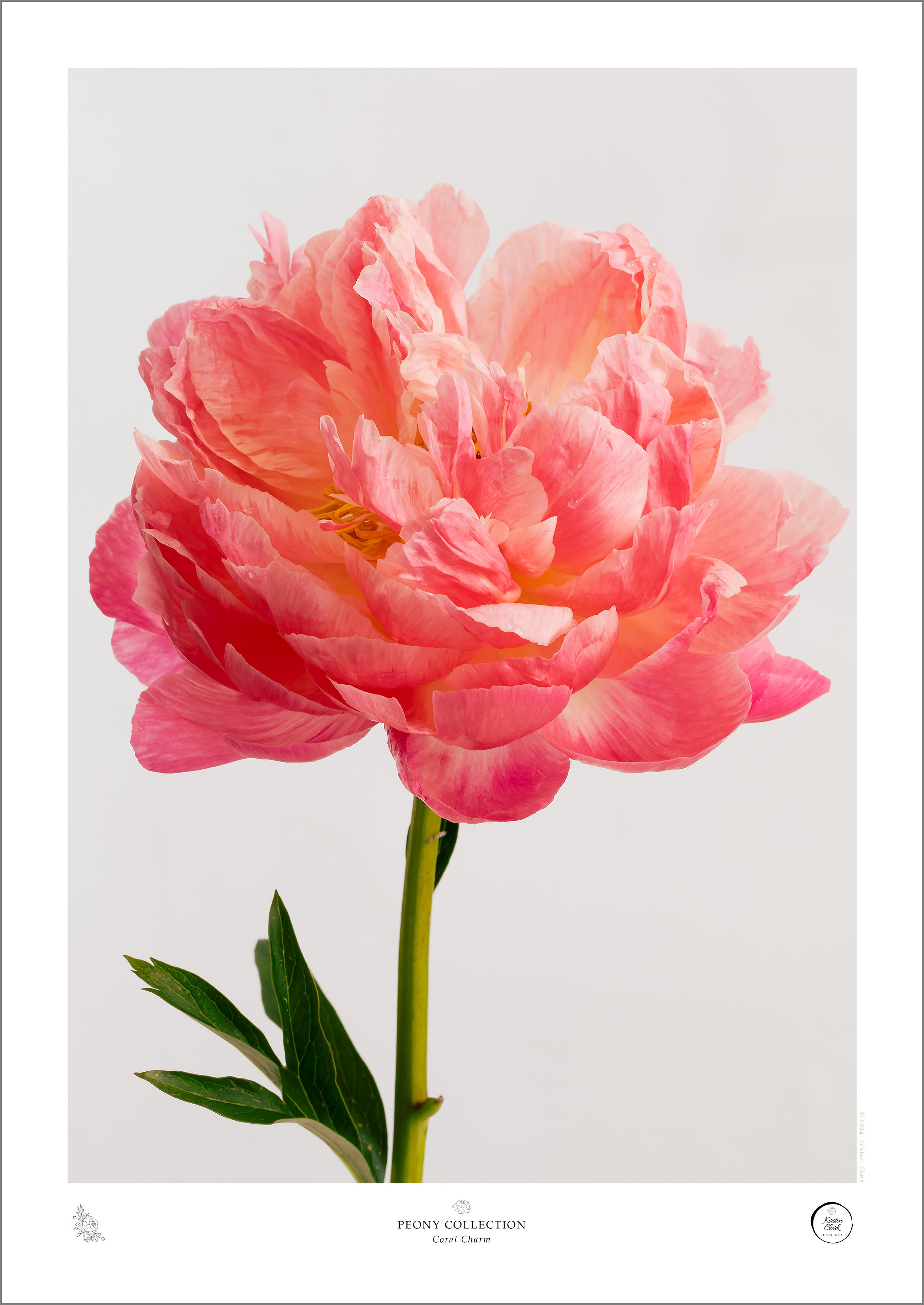 Coral Charm Peony Print