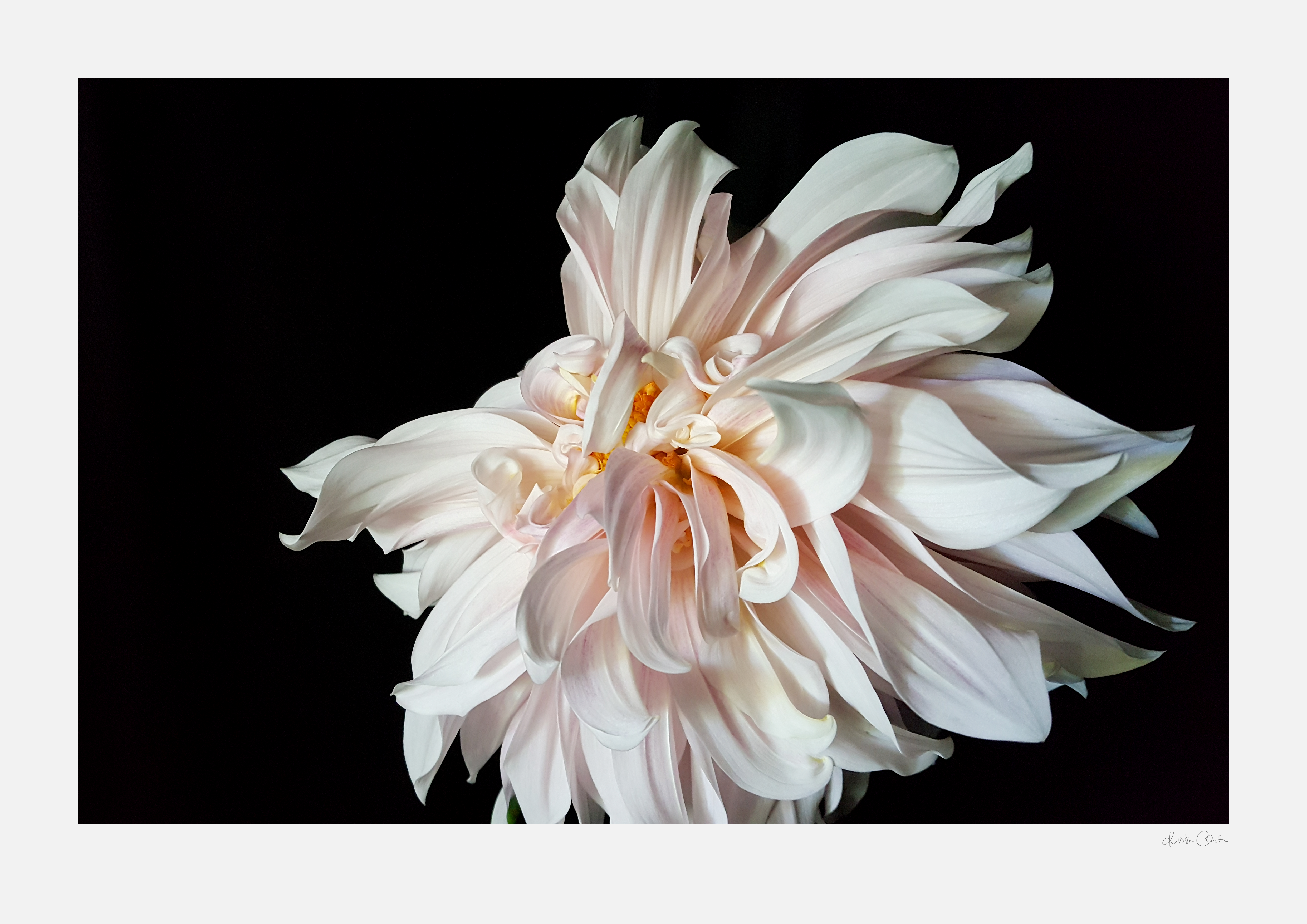 Dancing Dahlia bordered for ready made frames for gallery -style presentation on home decor walls