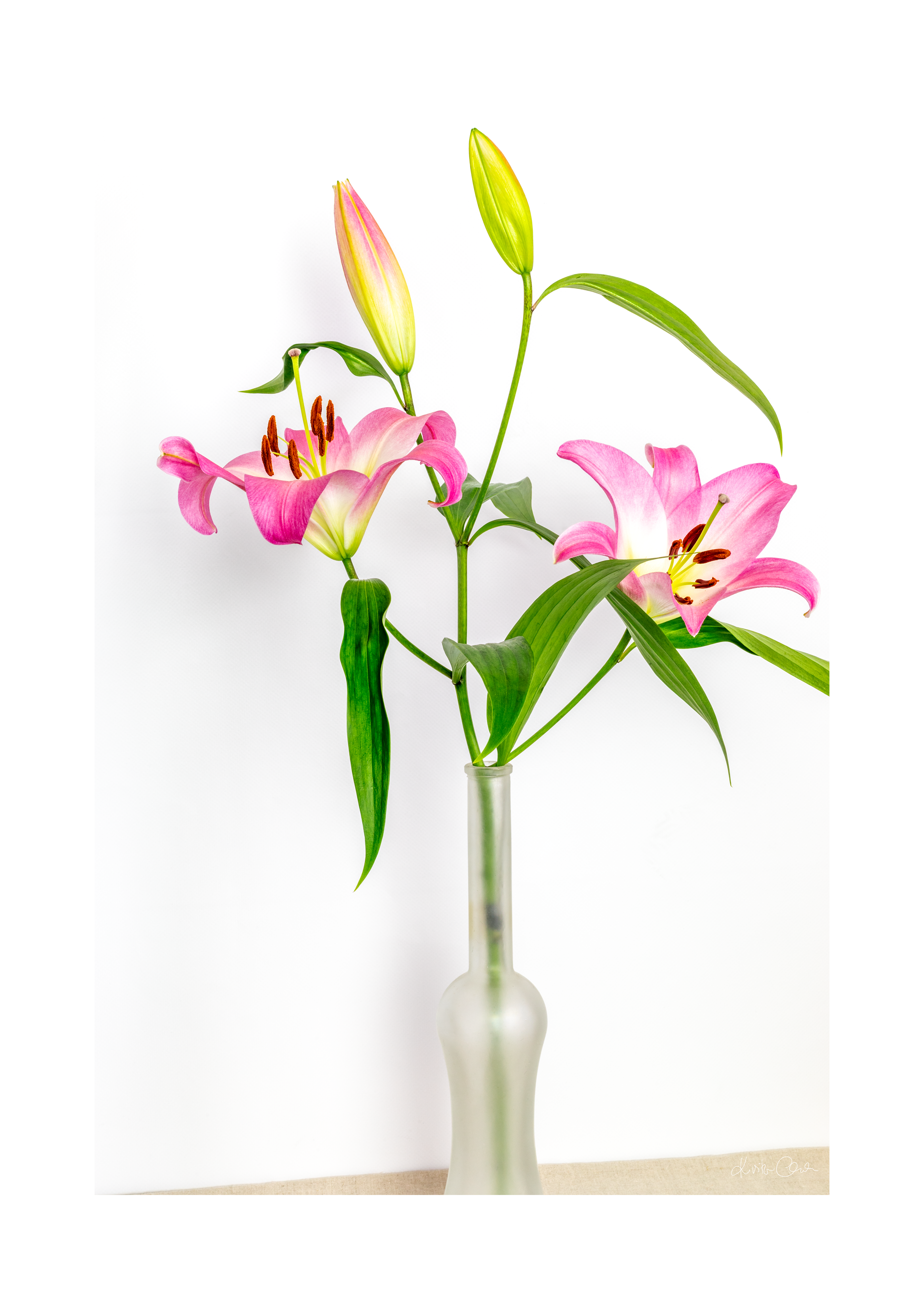 Pink Lilies In A Vase Poster