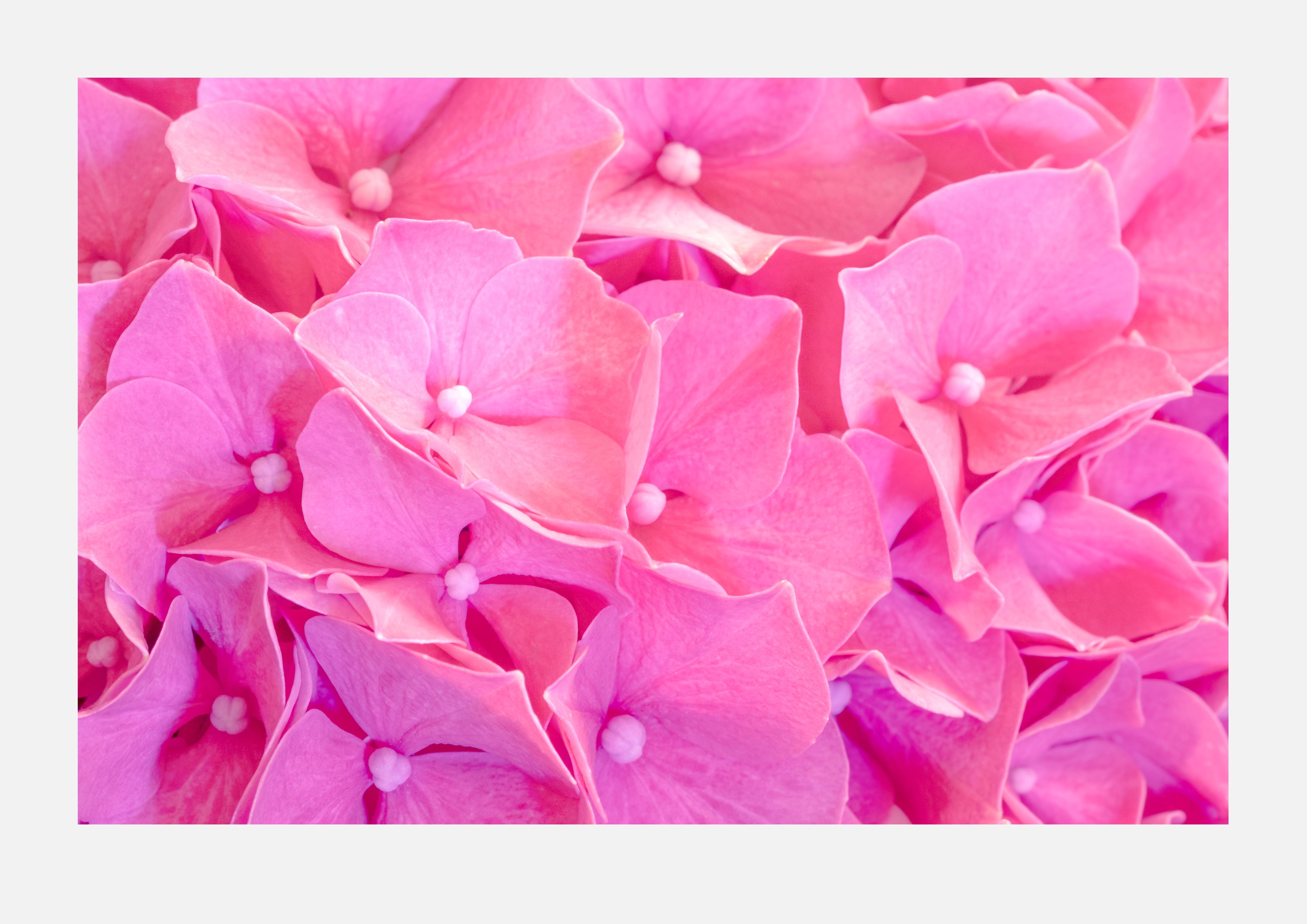 Pink Hydrangeas Poster Print