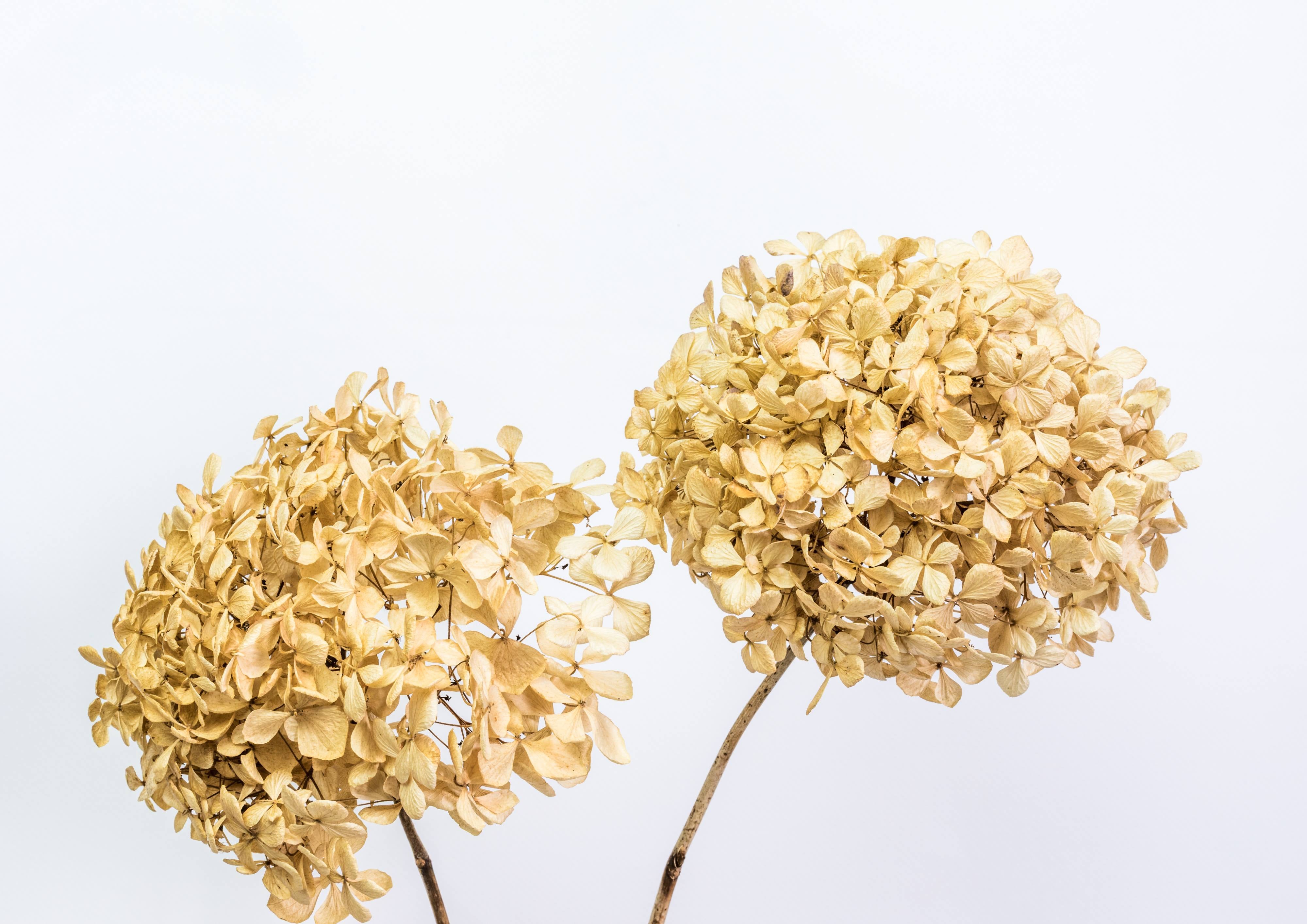 Dried hydrangea flowers on a light grey-blue background – fine art print