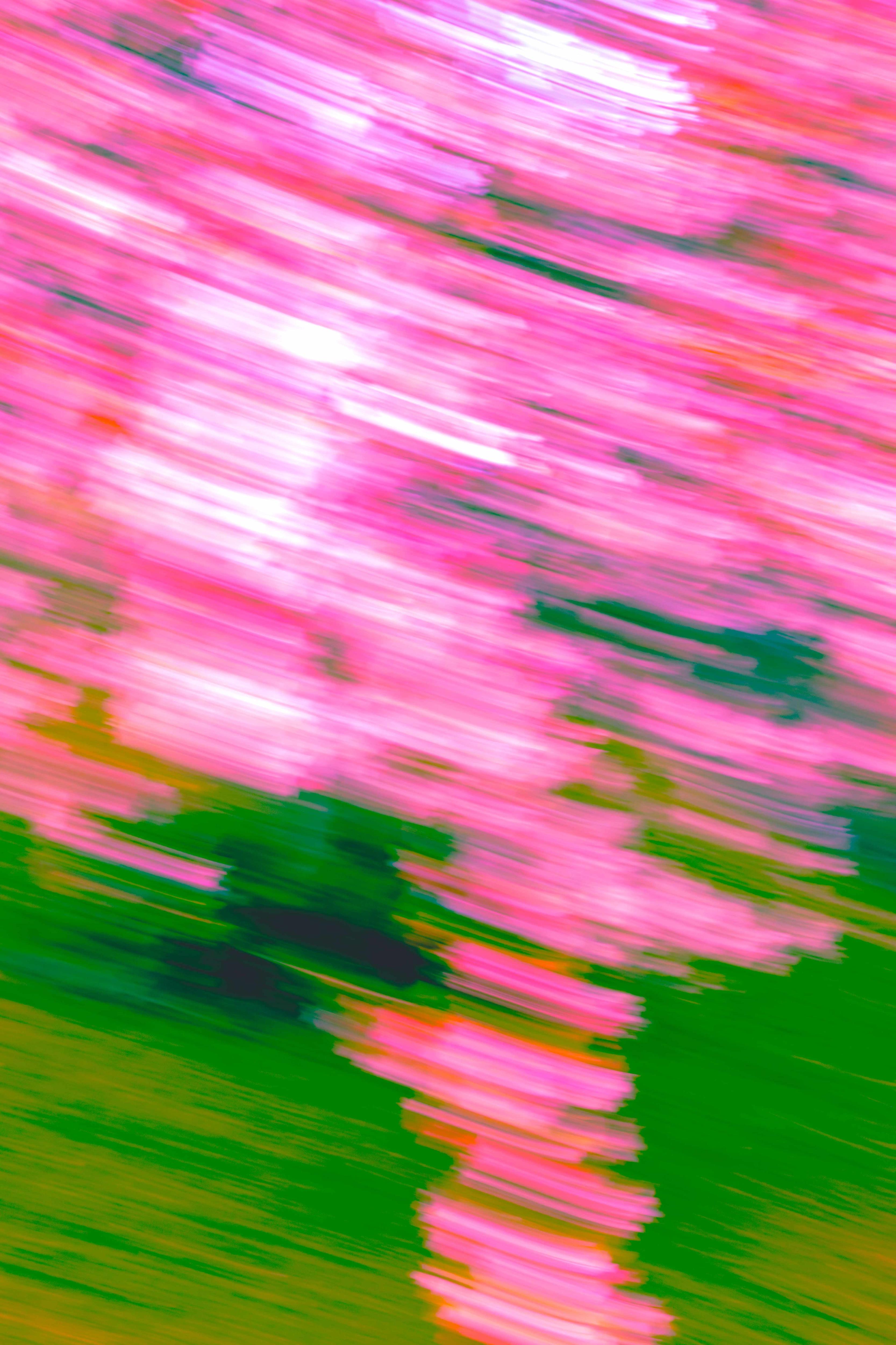 Pink Blossom Abstract Canvas Print