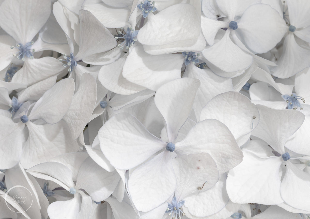 White Hydrangea Print Limted Edition for stylish home decor