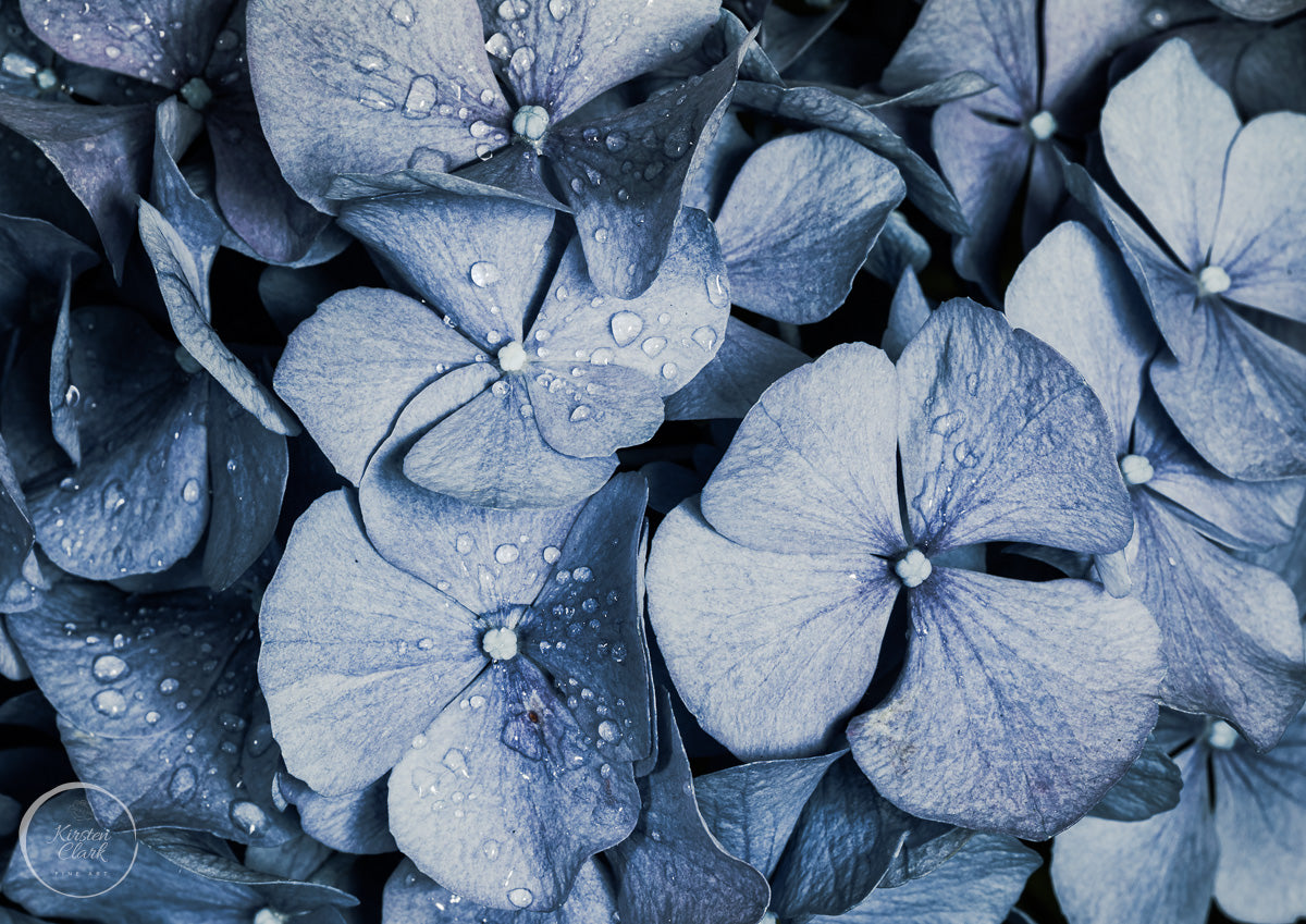 Blue Hydrangea Print - floral wall art for home decor