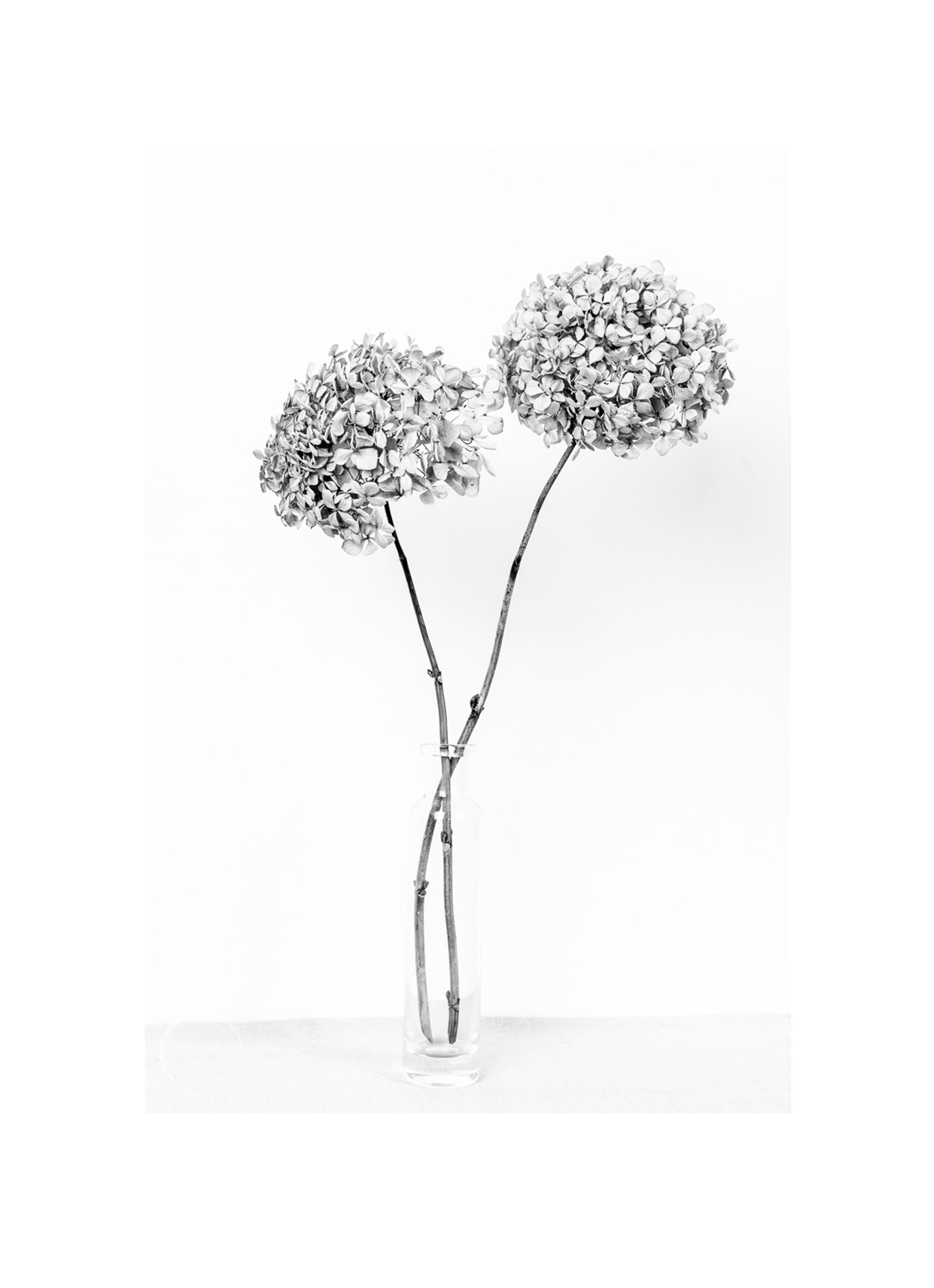 Dried Hydrangeas In A Vase B&W Print