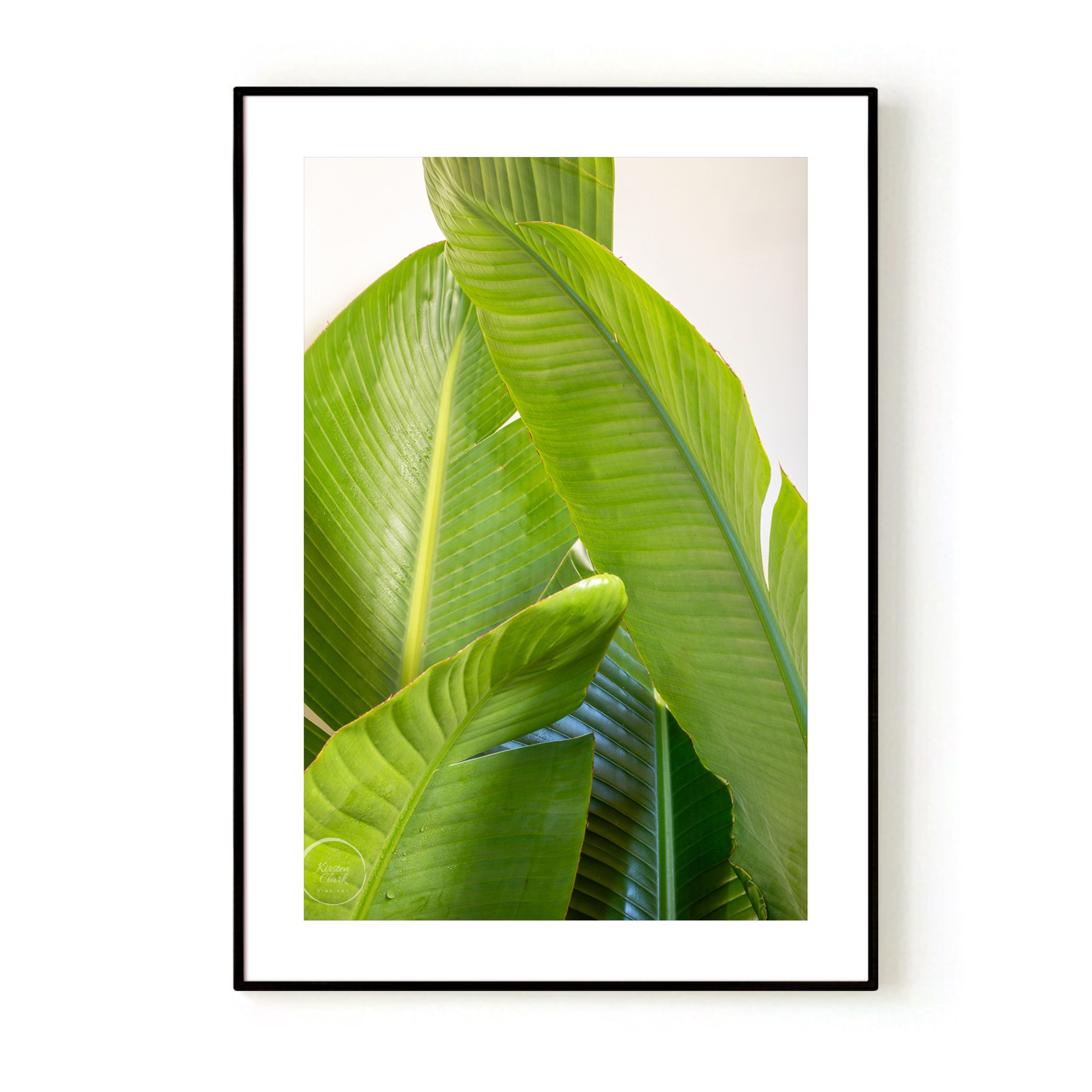 Banana Palms 1 - Limited Edition Print