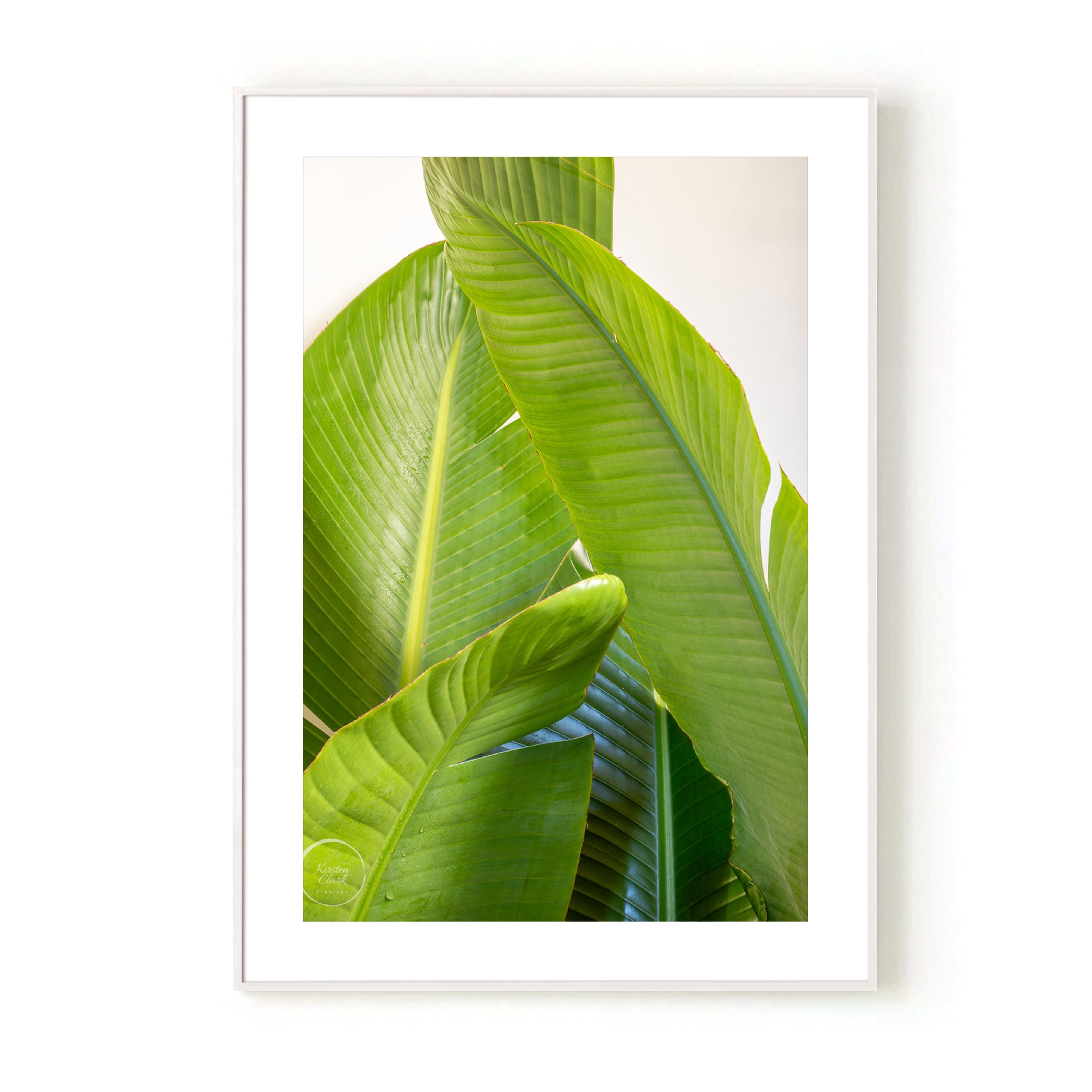 Banana Palms 1 - Limited Edition Print