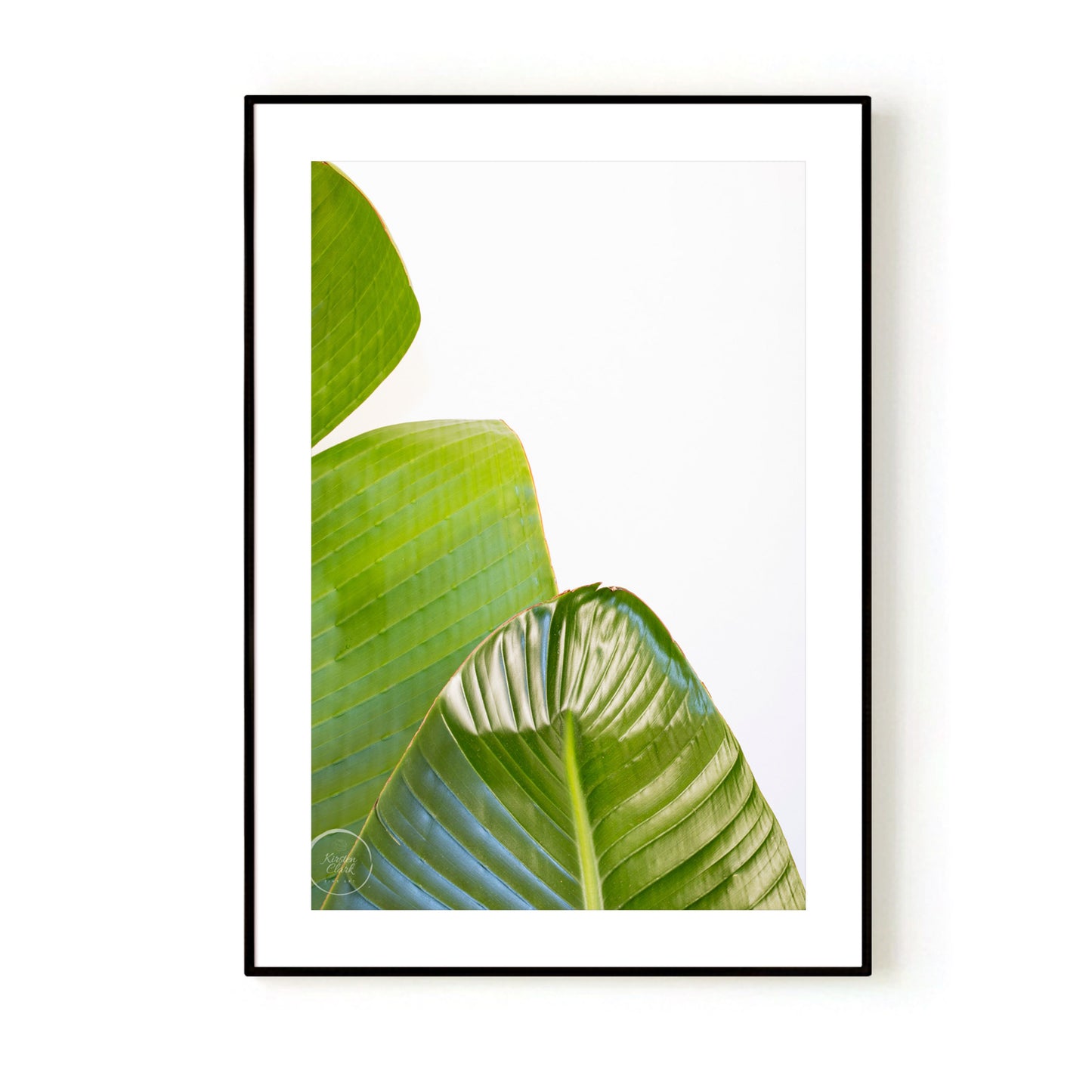 Banana Palms 3 - Open Edition Print