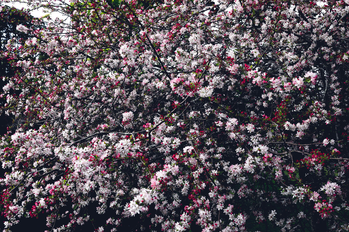 Churchyard Blossom Print by Kirsten Clark Art