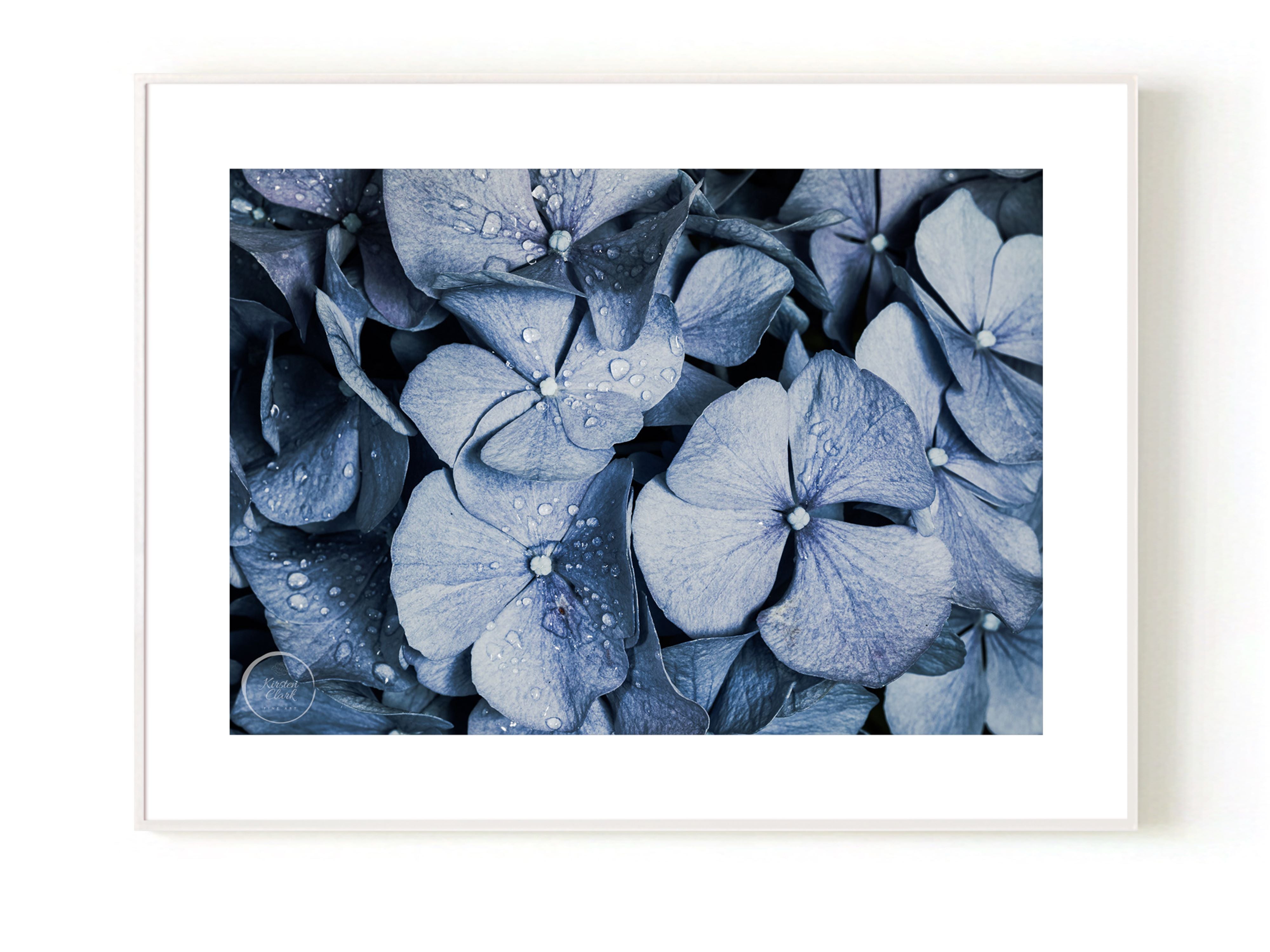 Blue Hydrangea Poster home decor by NZ artist Kirsten Clark