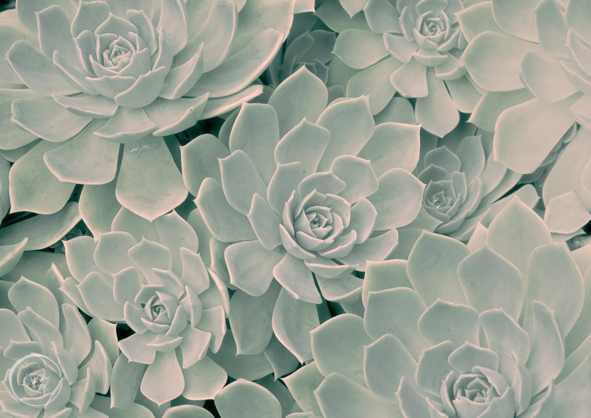 Calm Succulents Wall Art Print for calm home decor design.