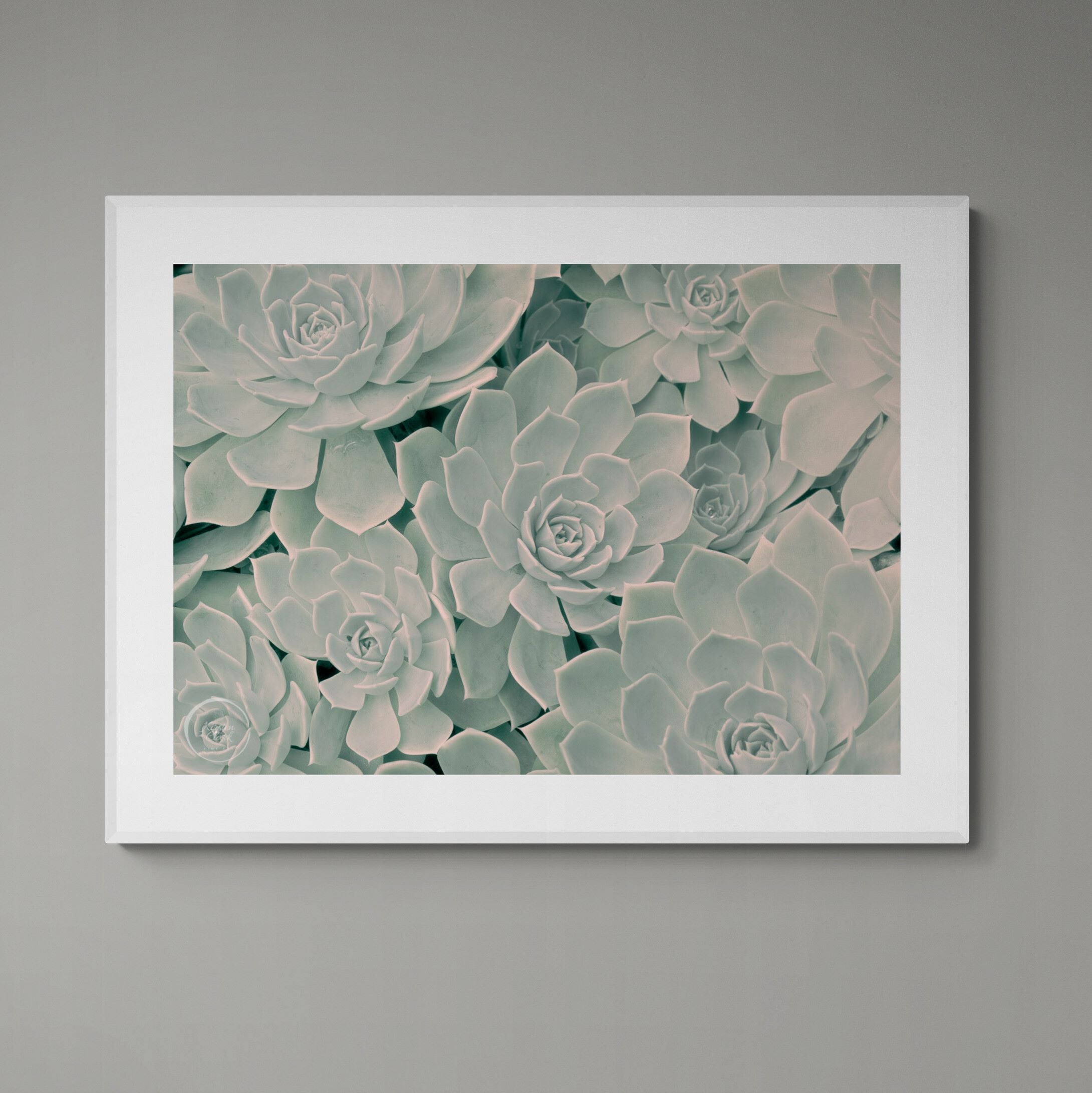 Calm Succulents | Open Edition Print