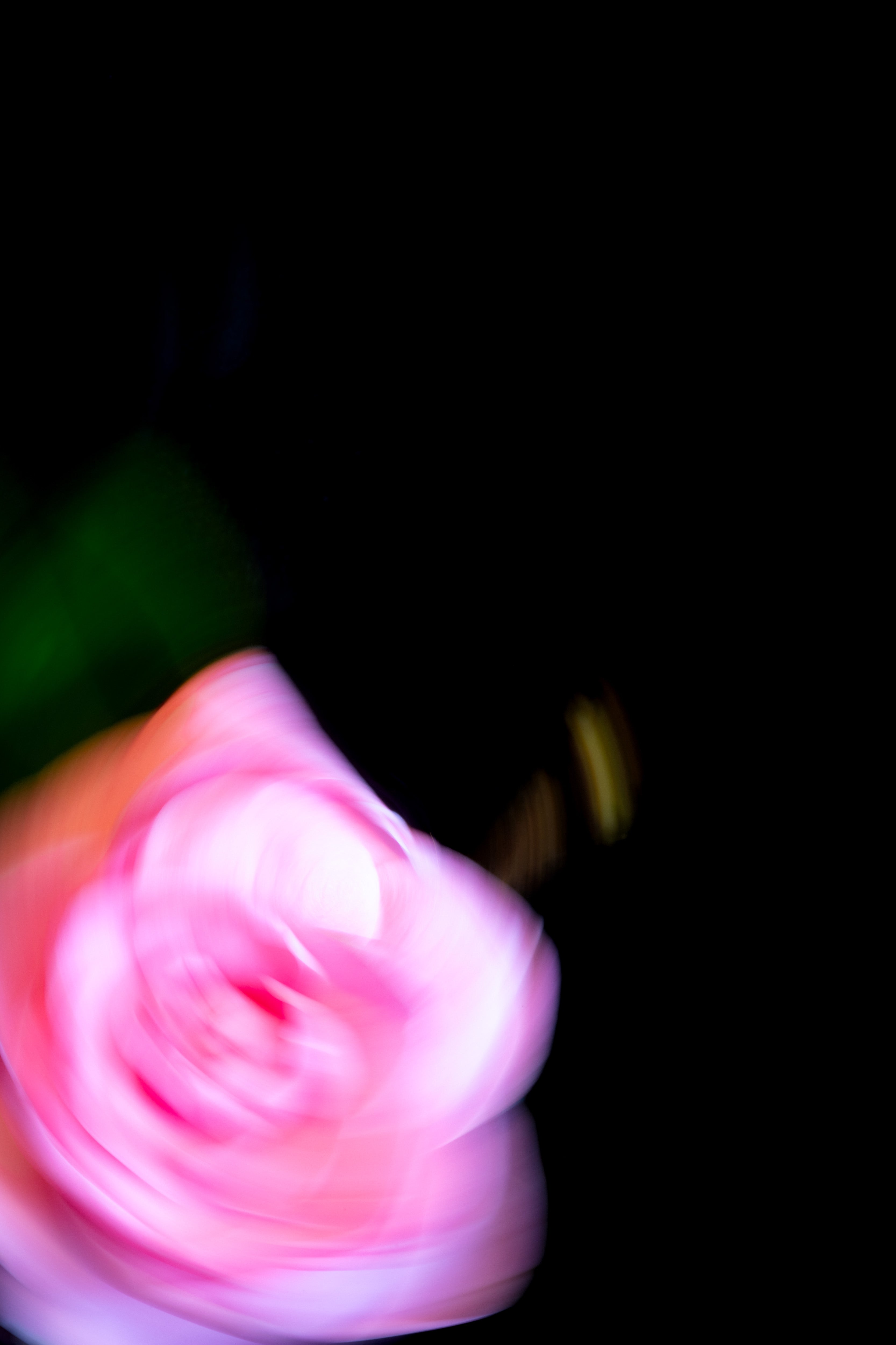 Camellia Swirl I Print