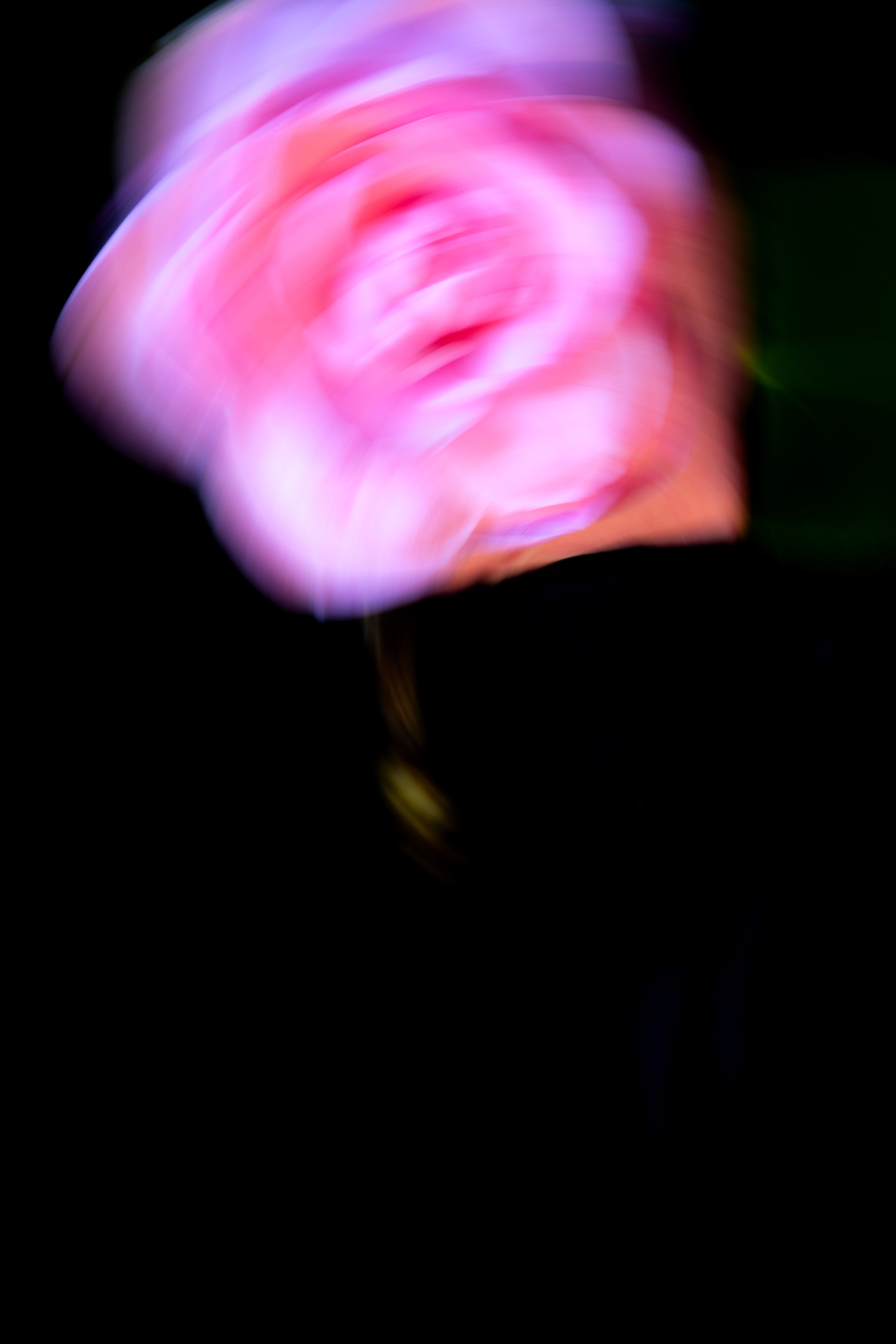 Camellia Swirl II Print