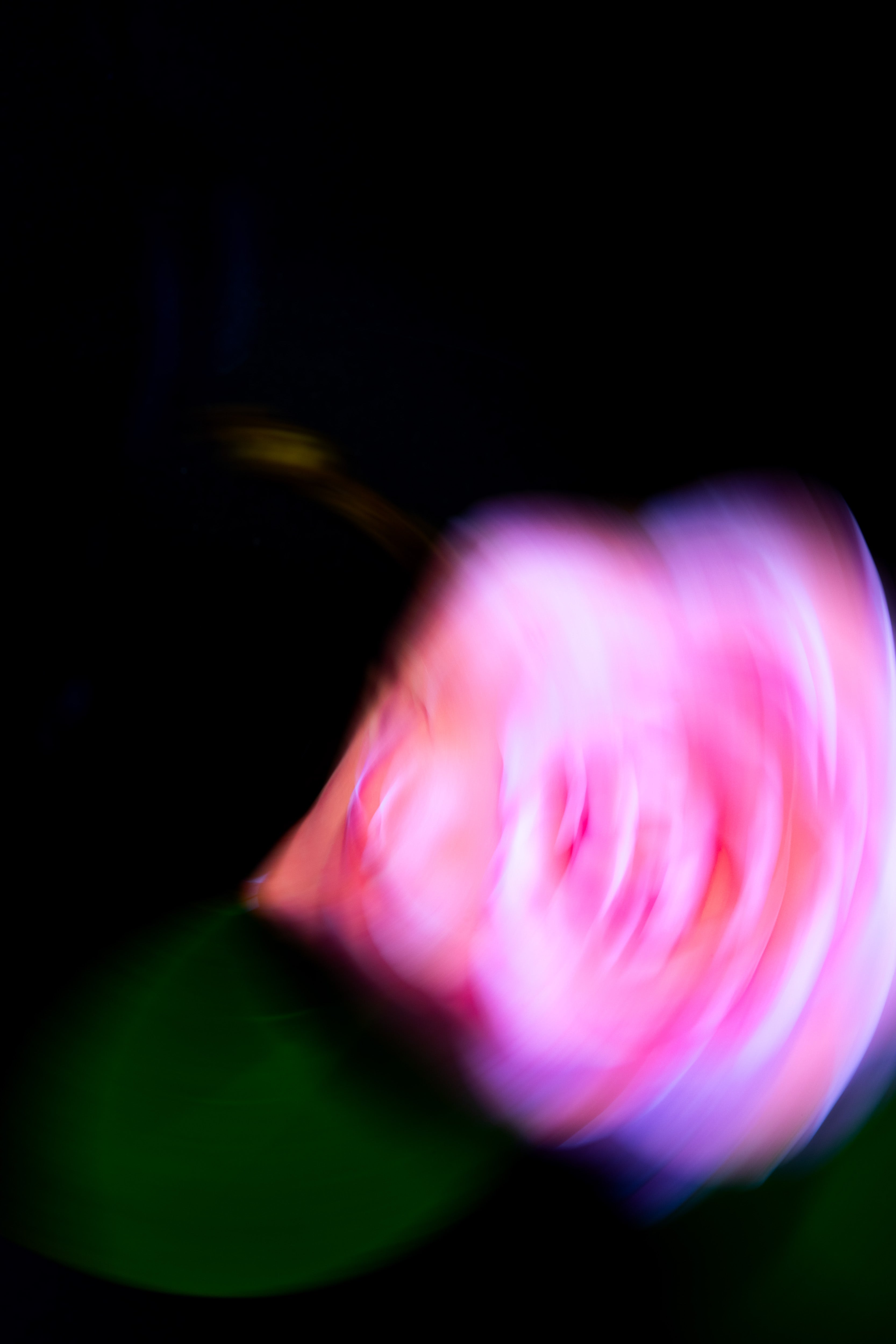 Camellia Swirl III Print