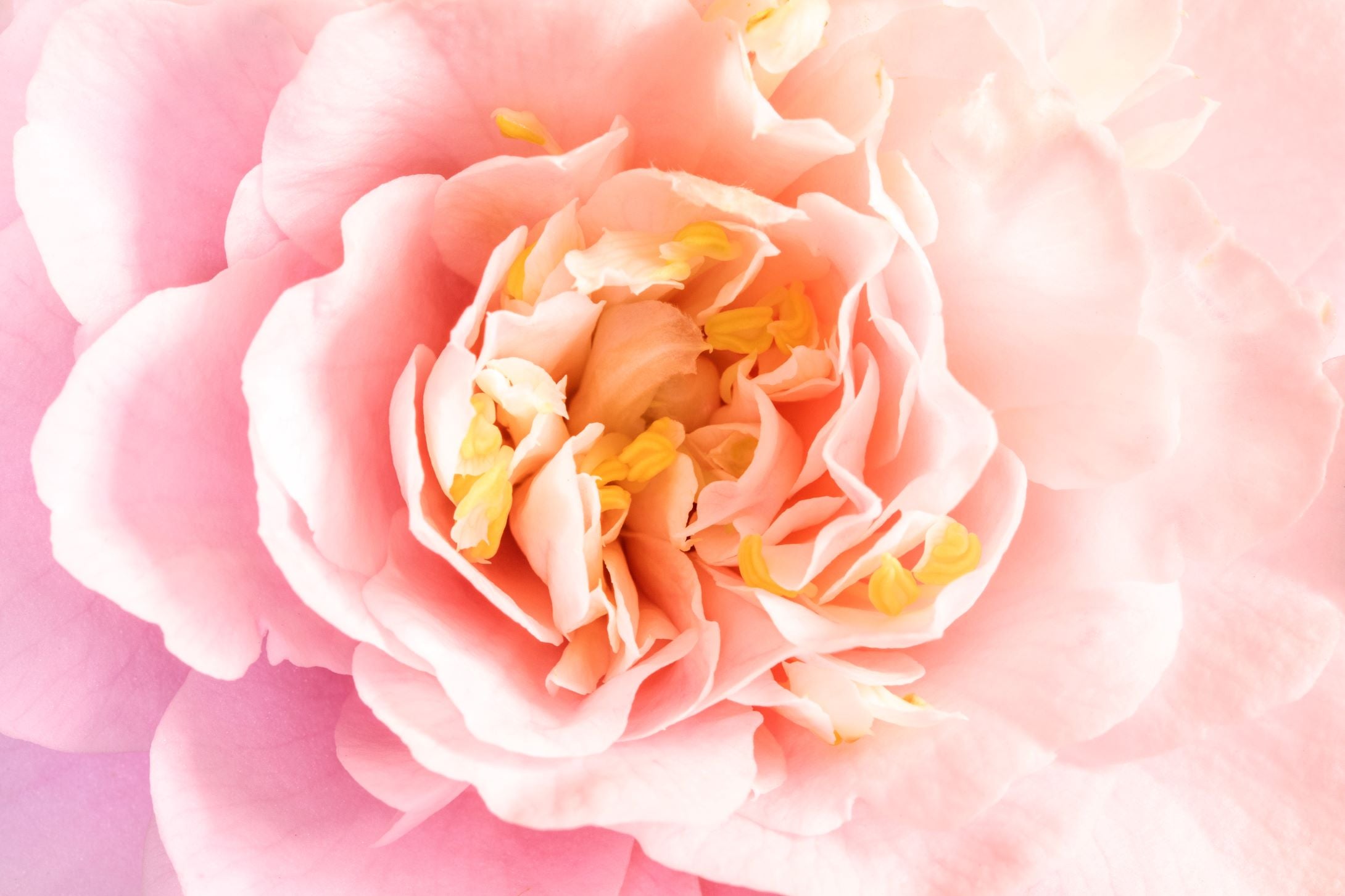 Camellia Blush | Open Edition Print