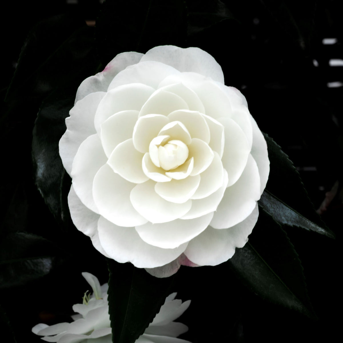 Early Pearly White Camellia Bloom | Open Edition Print