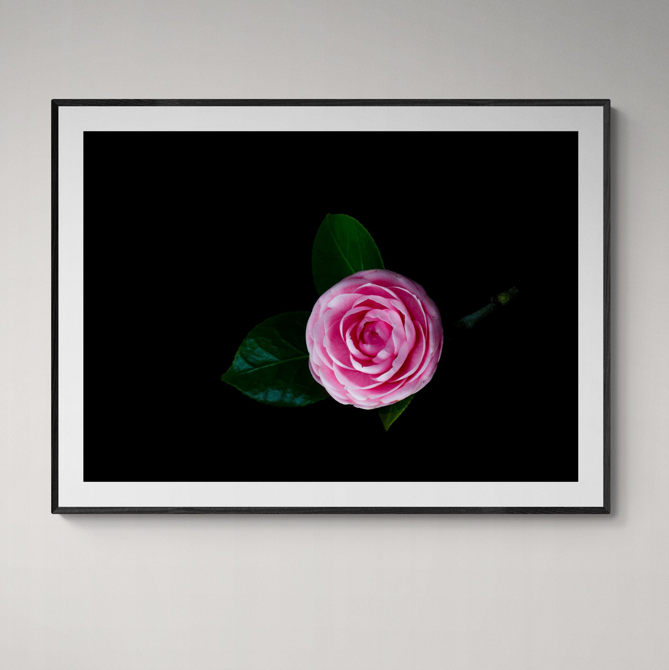 Camellia Print in black frame on wall by Kirsten Clark Art