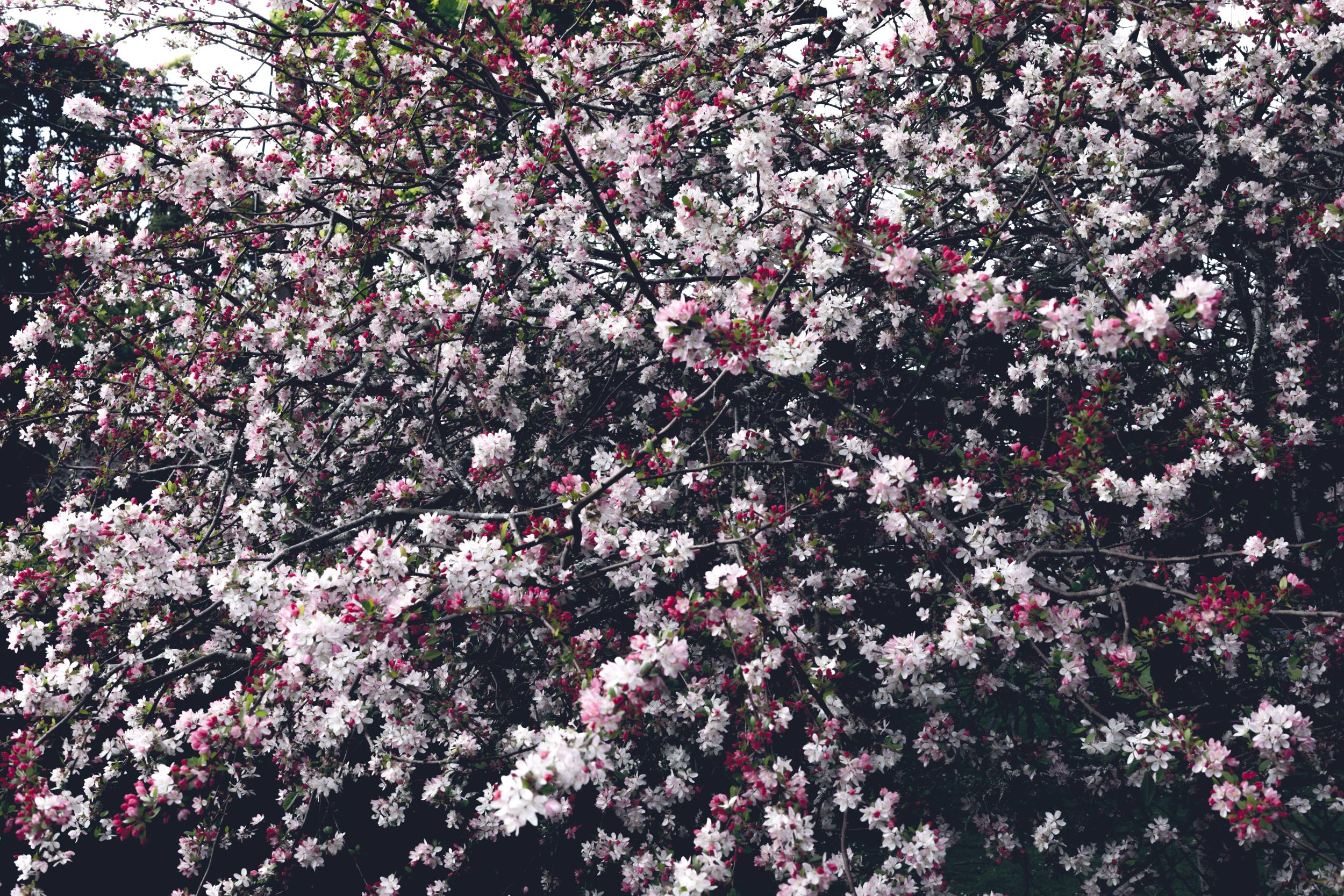 Churchyard Blossom Tree Poster