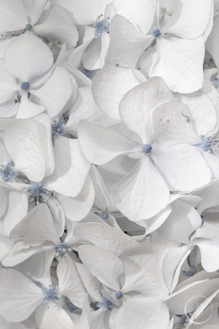 Hydrangea - Cool Summer Whites - Canvas Print