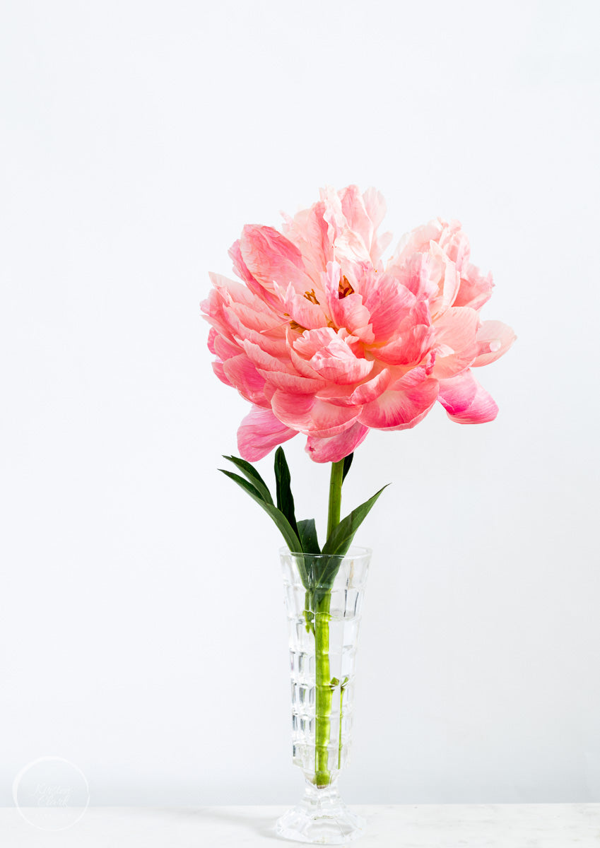 Peony poster print - Coral Charm Peony in a crystal vase