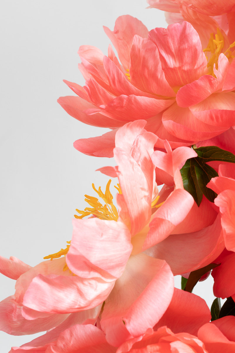 Coral Sunset Peonies #1 - Limited Edition Print
