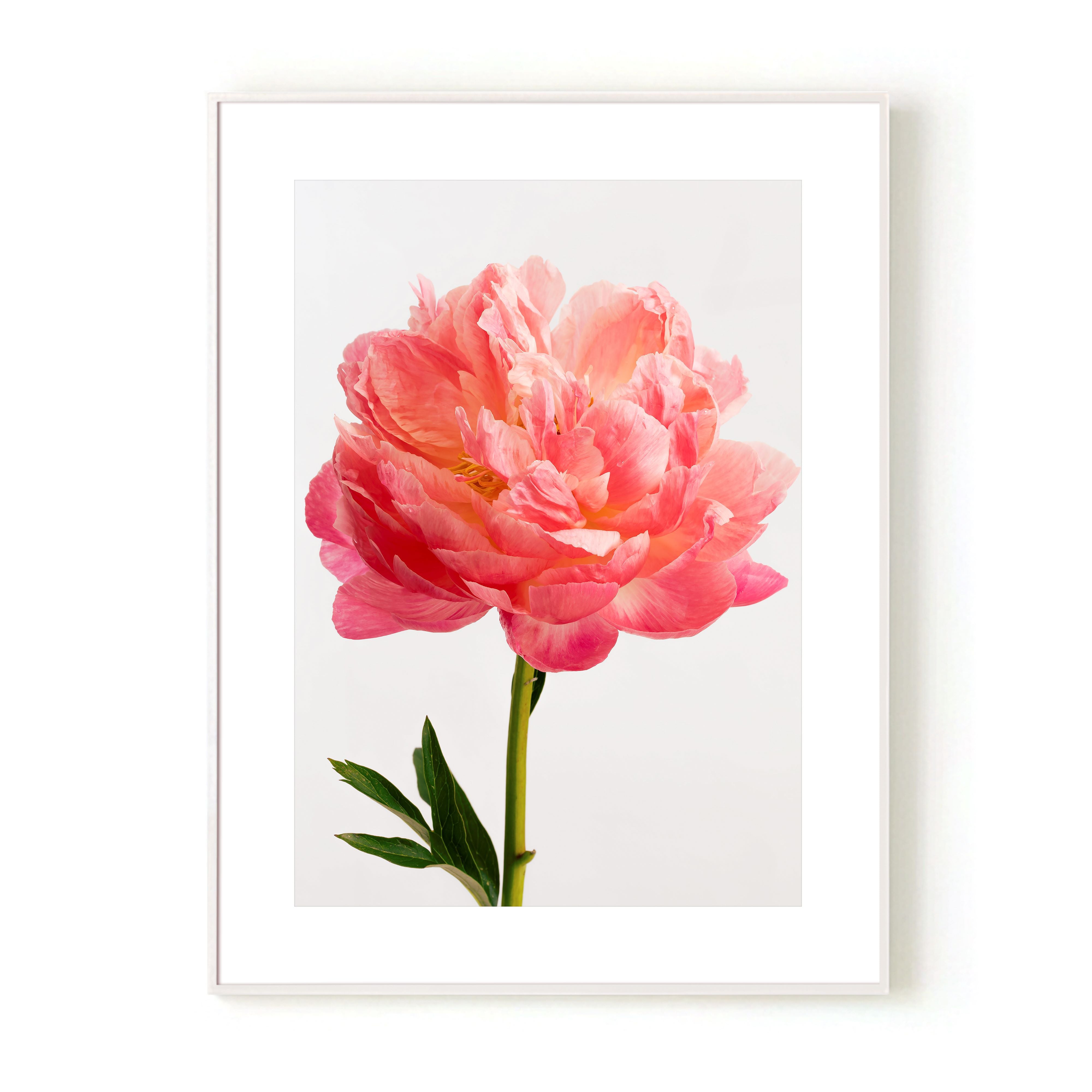 Coral Charm Wall Art Print by Kirsten Clark Art