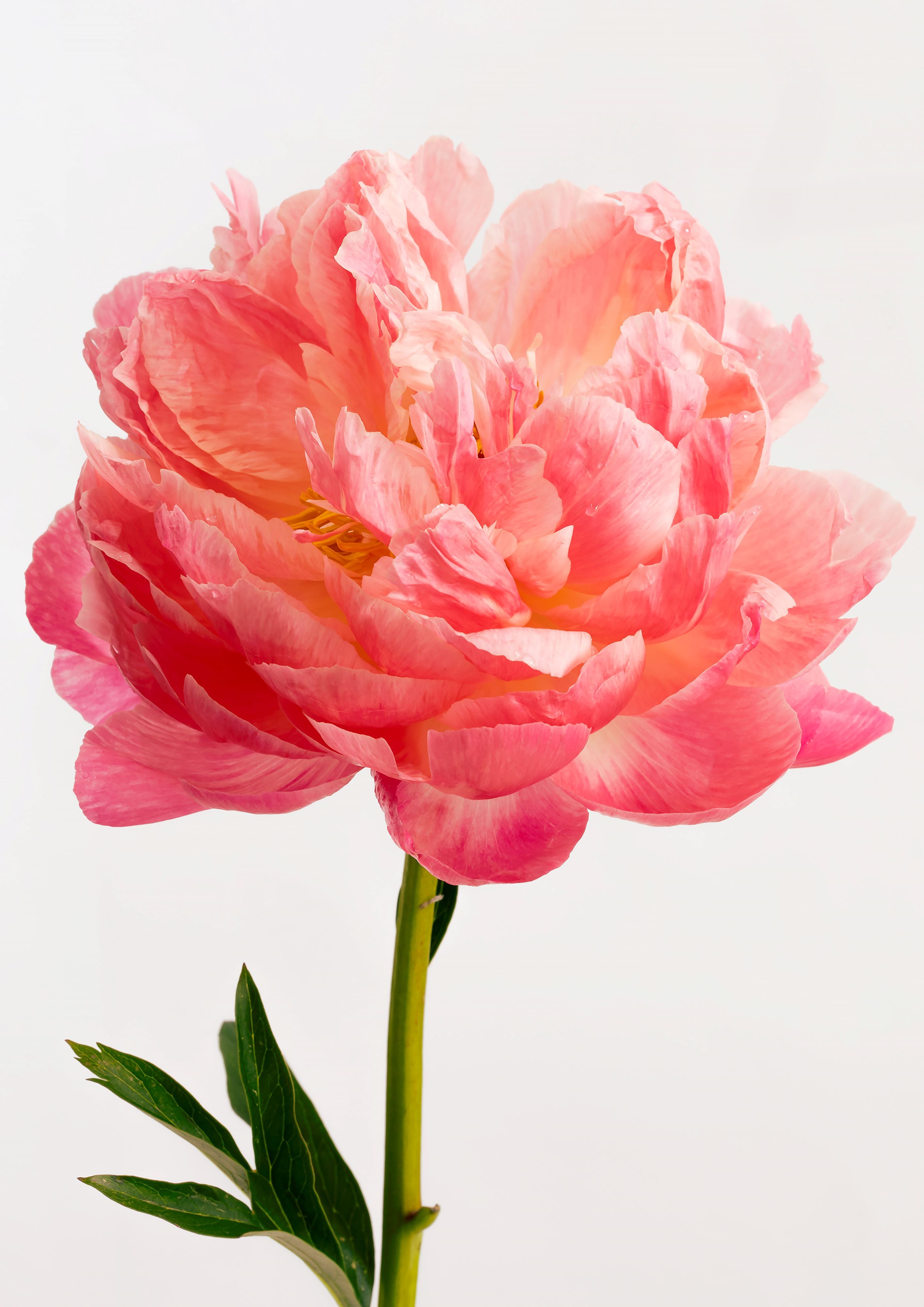 Coral Charm Peony | Canvas Print