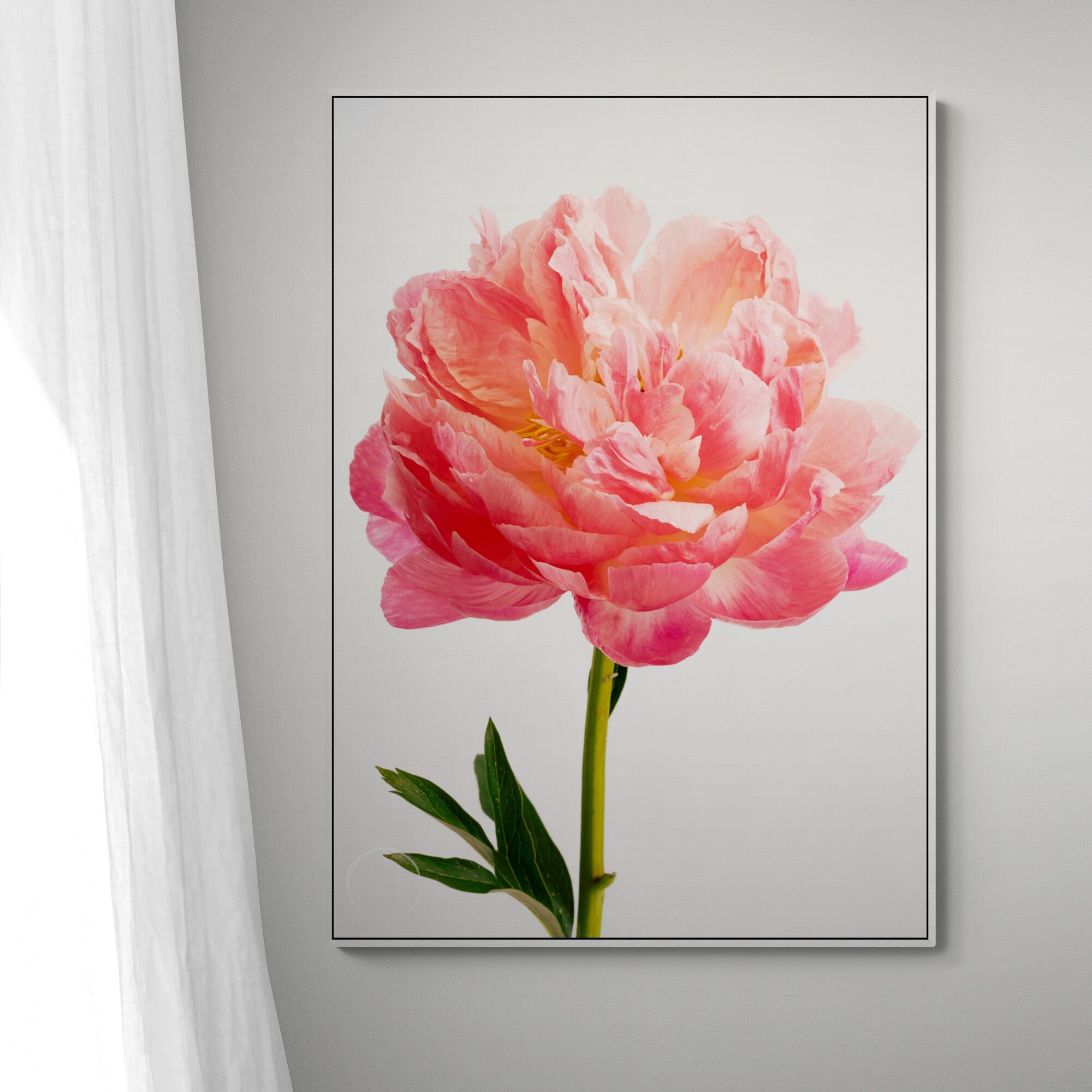 Coral Charm Peony Canvas on wall by Kirsten Clark Art