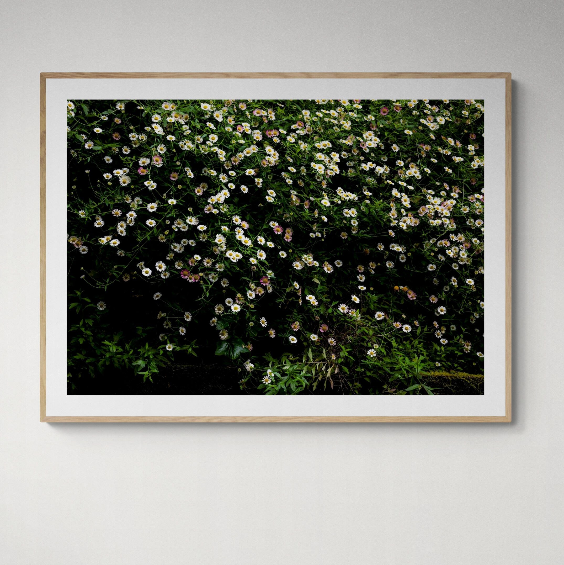 The Daisy Bank | Open Edition Print