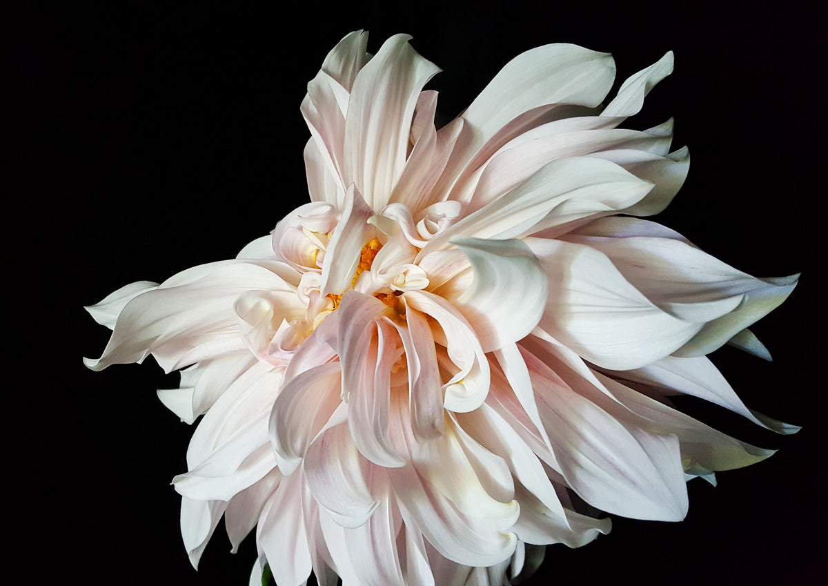 Dancing Dahlia Poster Print for stylish home decor by Kirsten ClarkArt