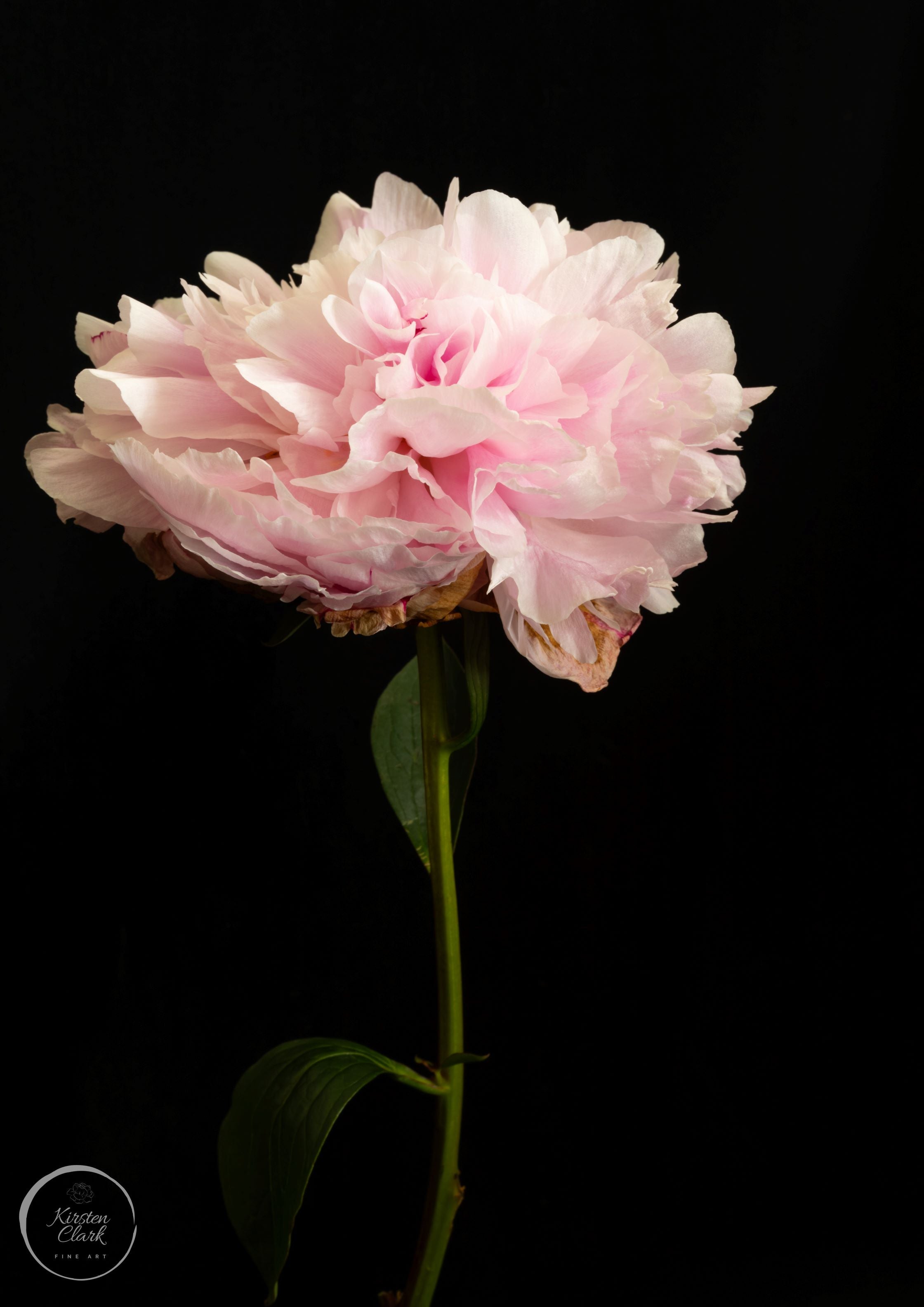 Peony Wall Art - Limited Edition Print by Kirsten Clark Art