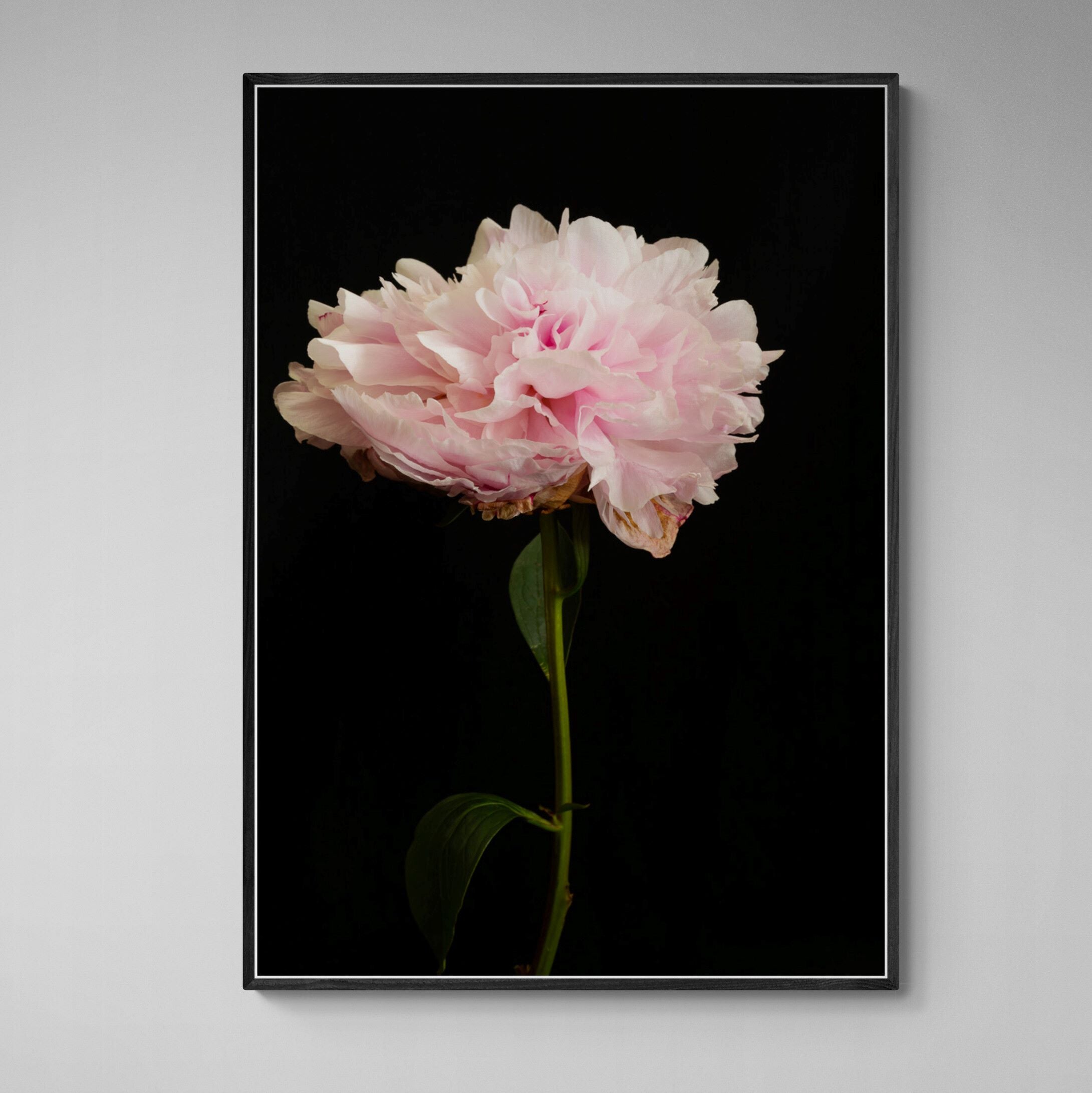 Dancing Pink Peony Canvas Print in black frame on wall by Kirsten Clark Art