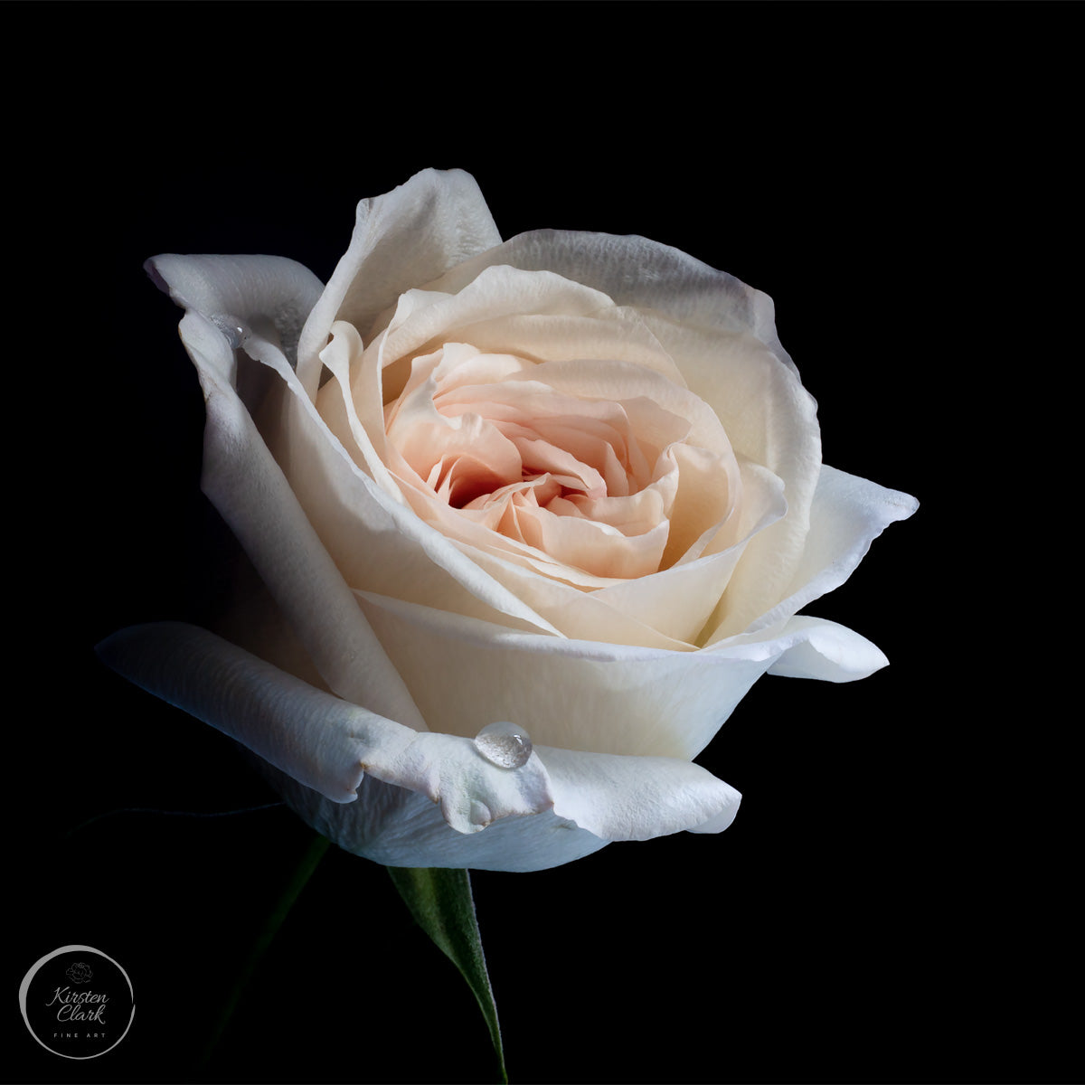 O'Hara Rose - Limited Edition Print