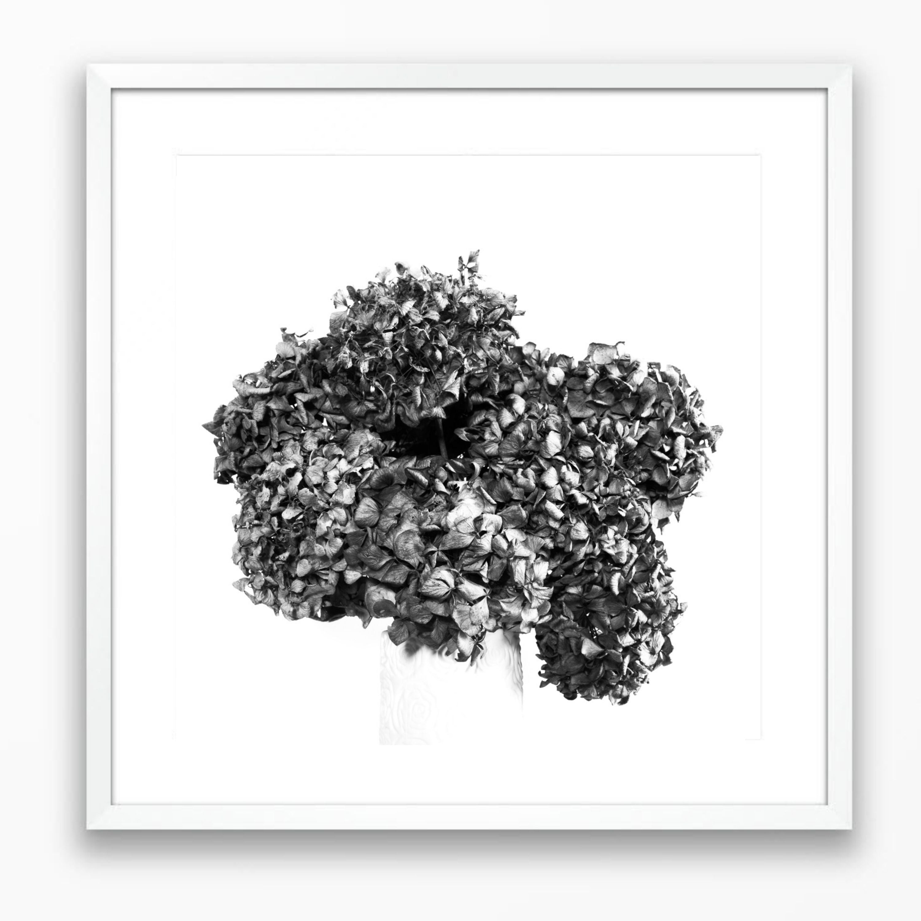 Lasting Blooms Dried Hydrangeas #2 - Limited Edition Print