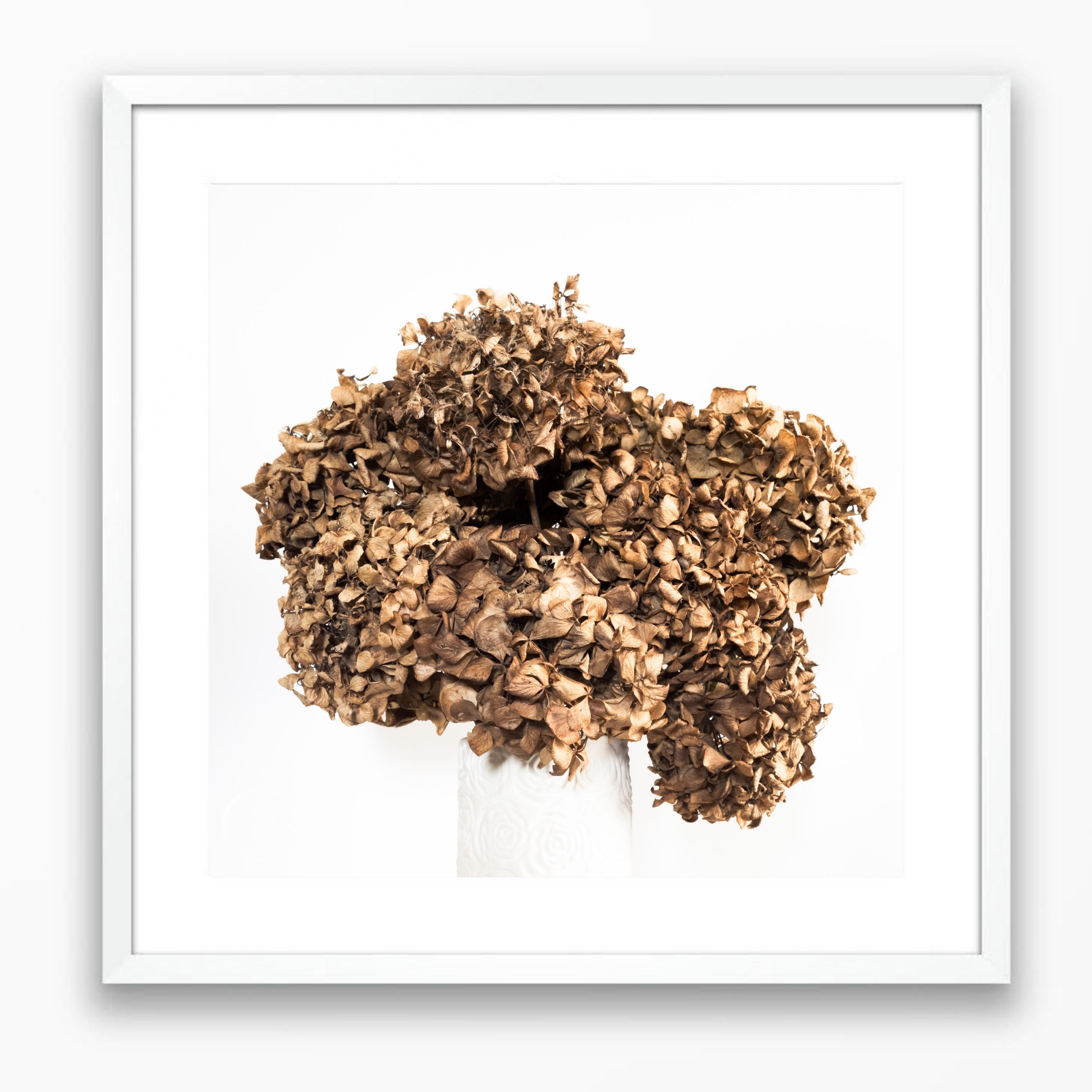 Lasting Blooms Dried Hydrangeas #1 - Limited Edition Print