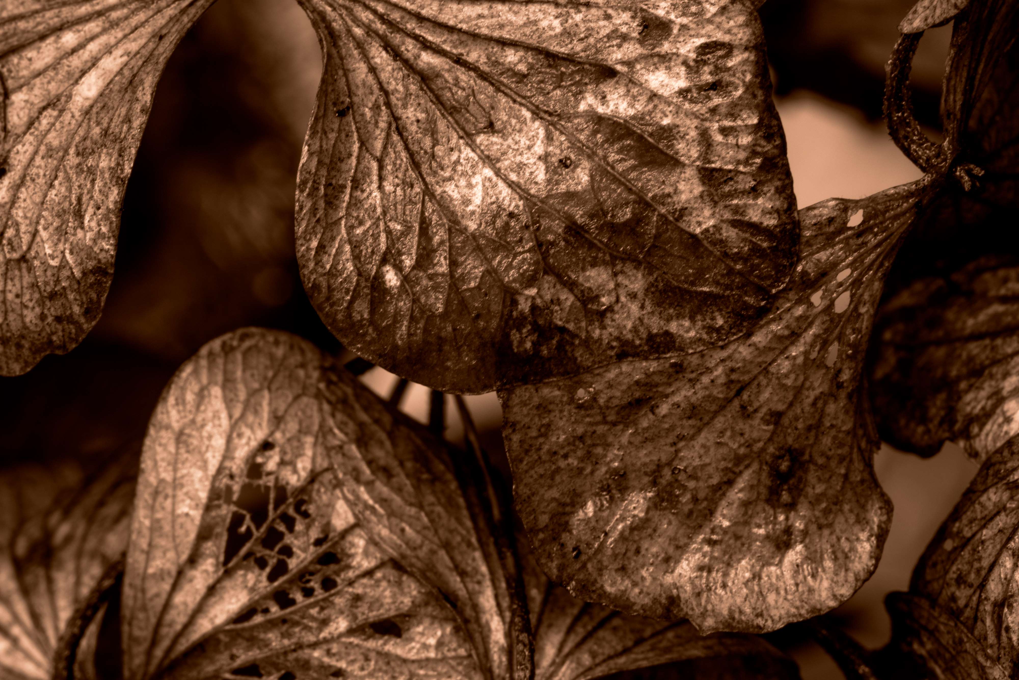 Bronze Dried Hydrangeas print – floral wall art featuring dried hydrangeas