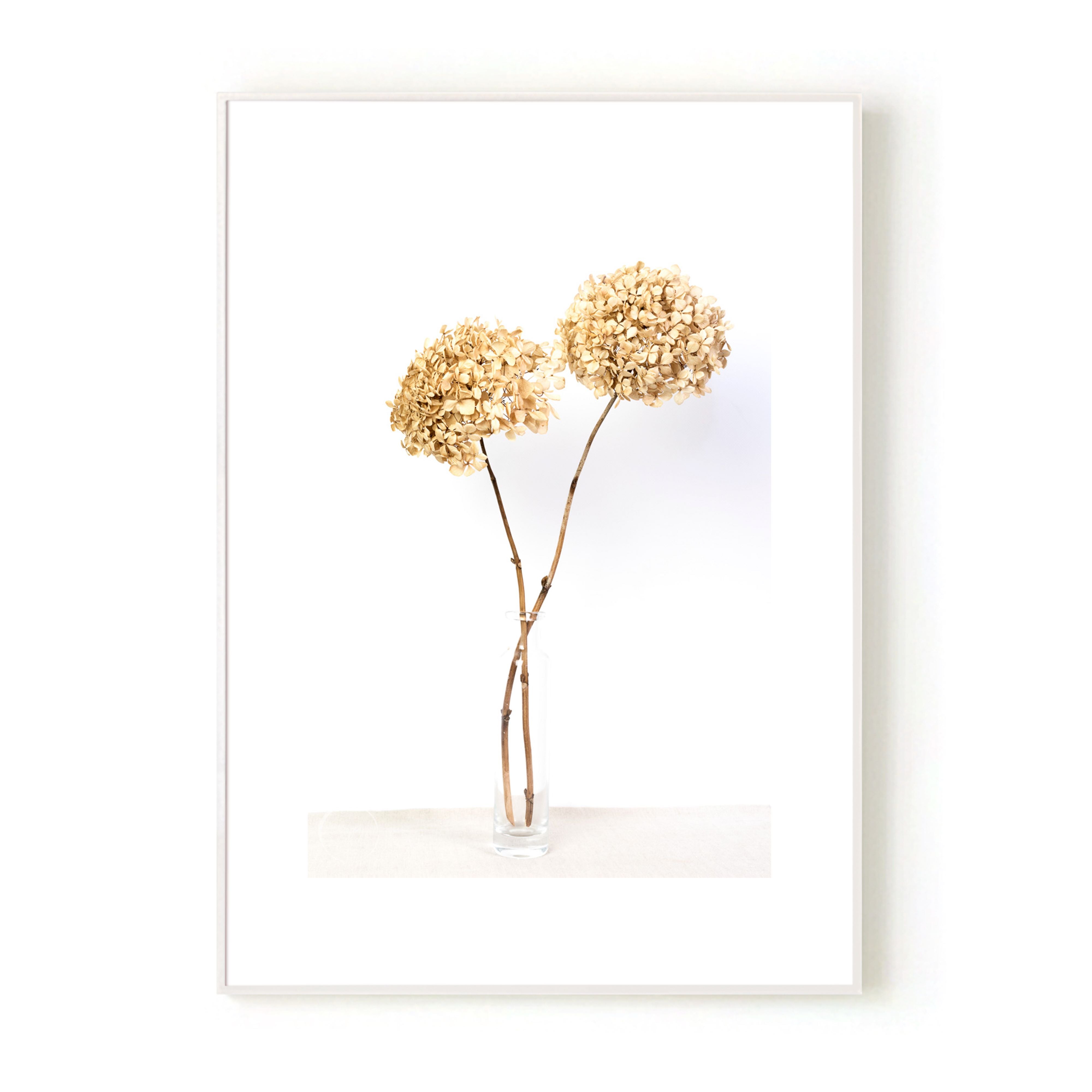 Dried Hydrangeas In A Vase Print