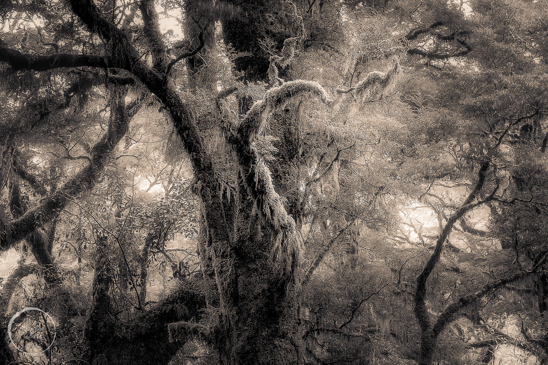 Fiordland Forest Milford Sound 2 NZ Landscape Print
