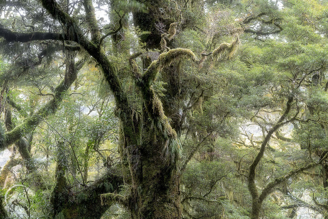 Fiordland Forest Milford Sound #1 - Limited Edition Print