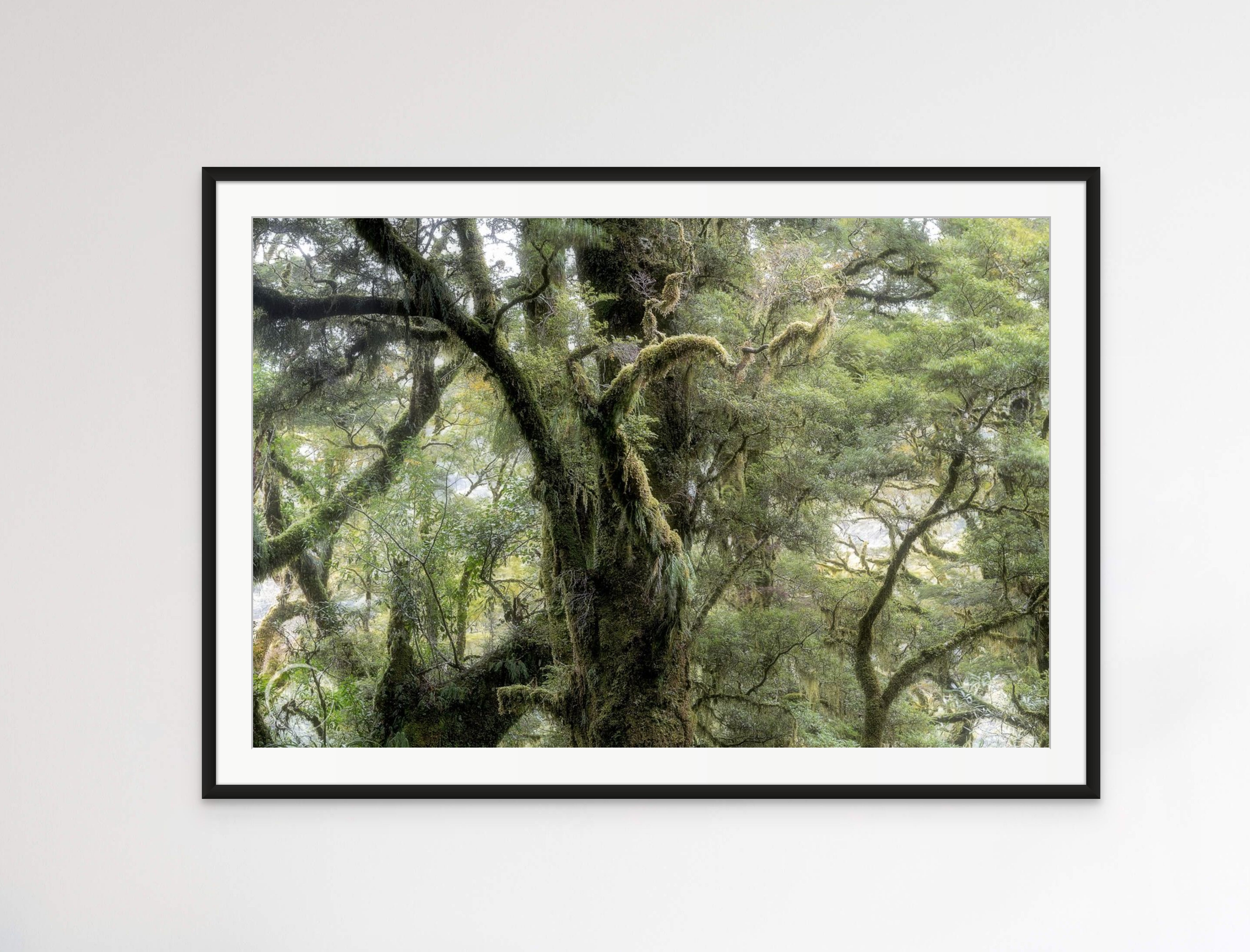 Fiordland Forest Milford Sound #1 - Limited Edition Print