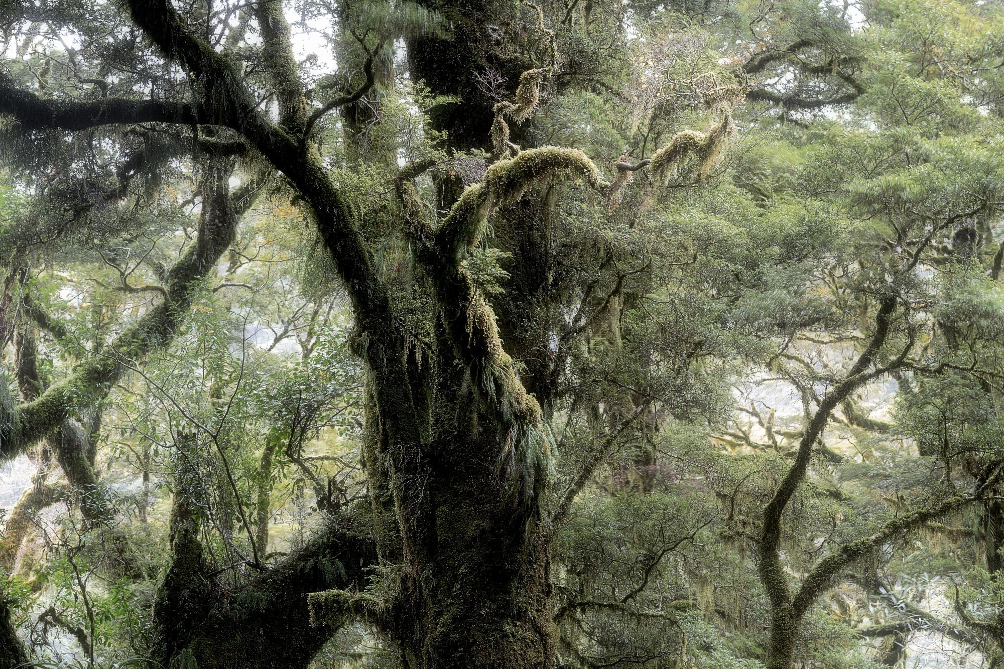 Fiordland Forest | Canvas Print