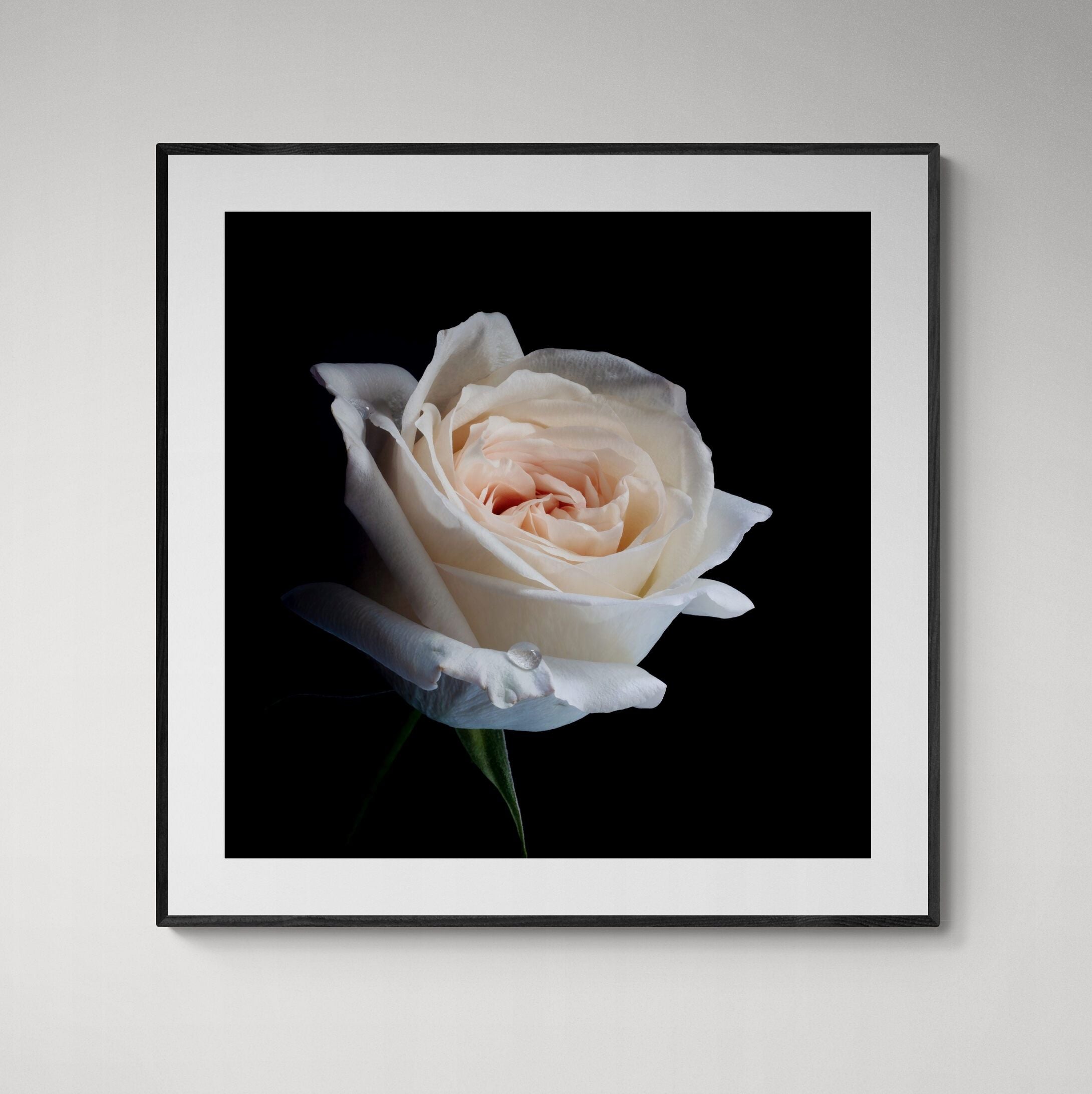 O'Hara Rose | Limited Edition Print