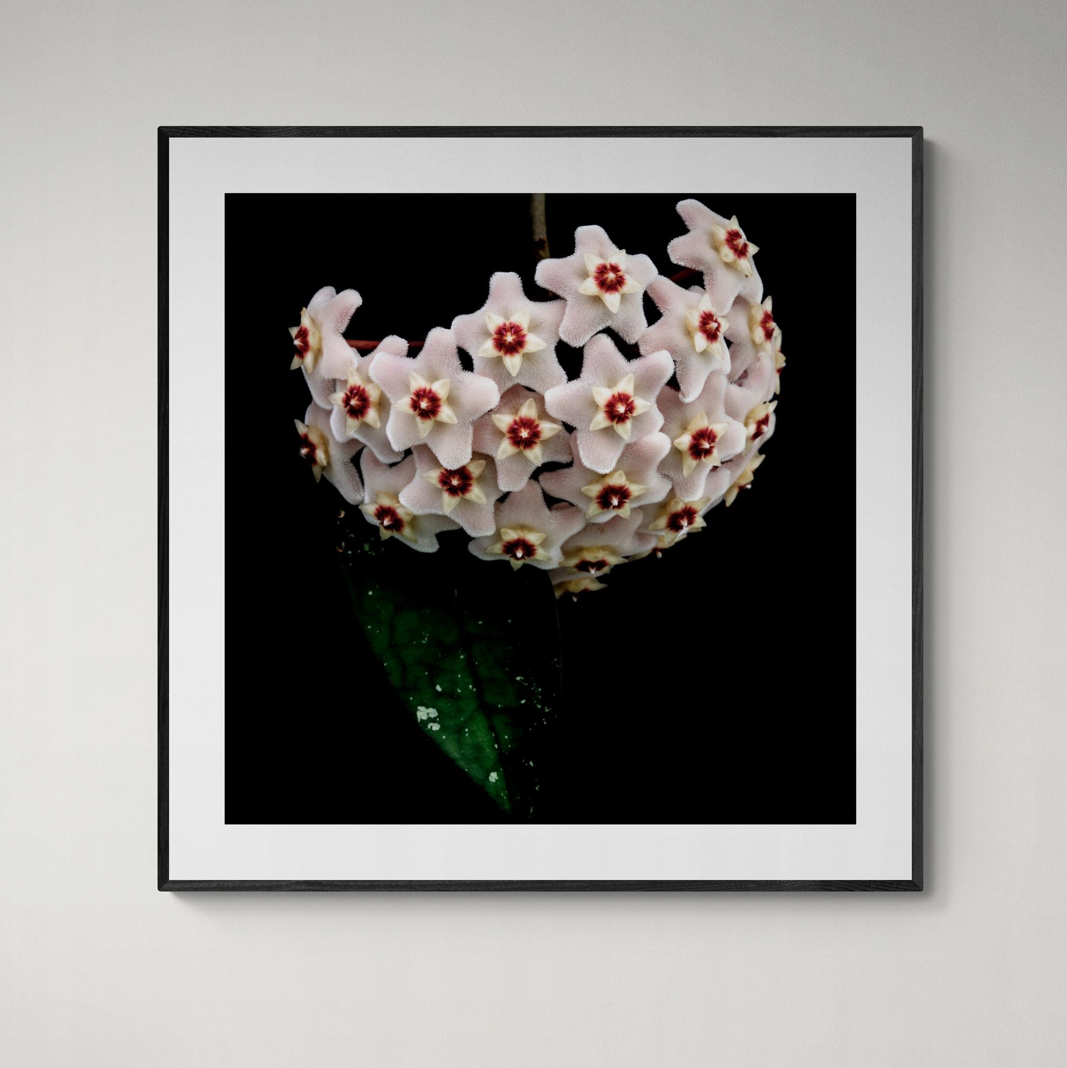 Framed Hoya Heirloom Print on wall by Kirsten Clark Art