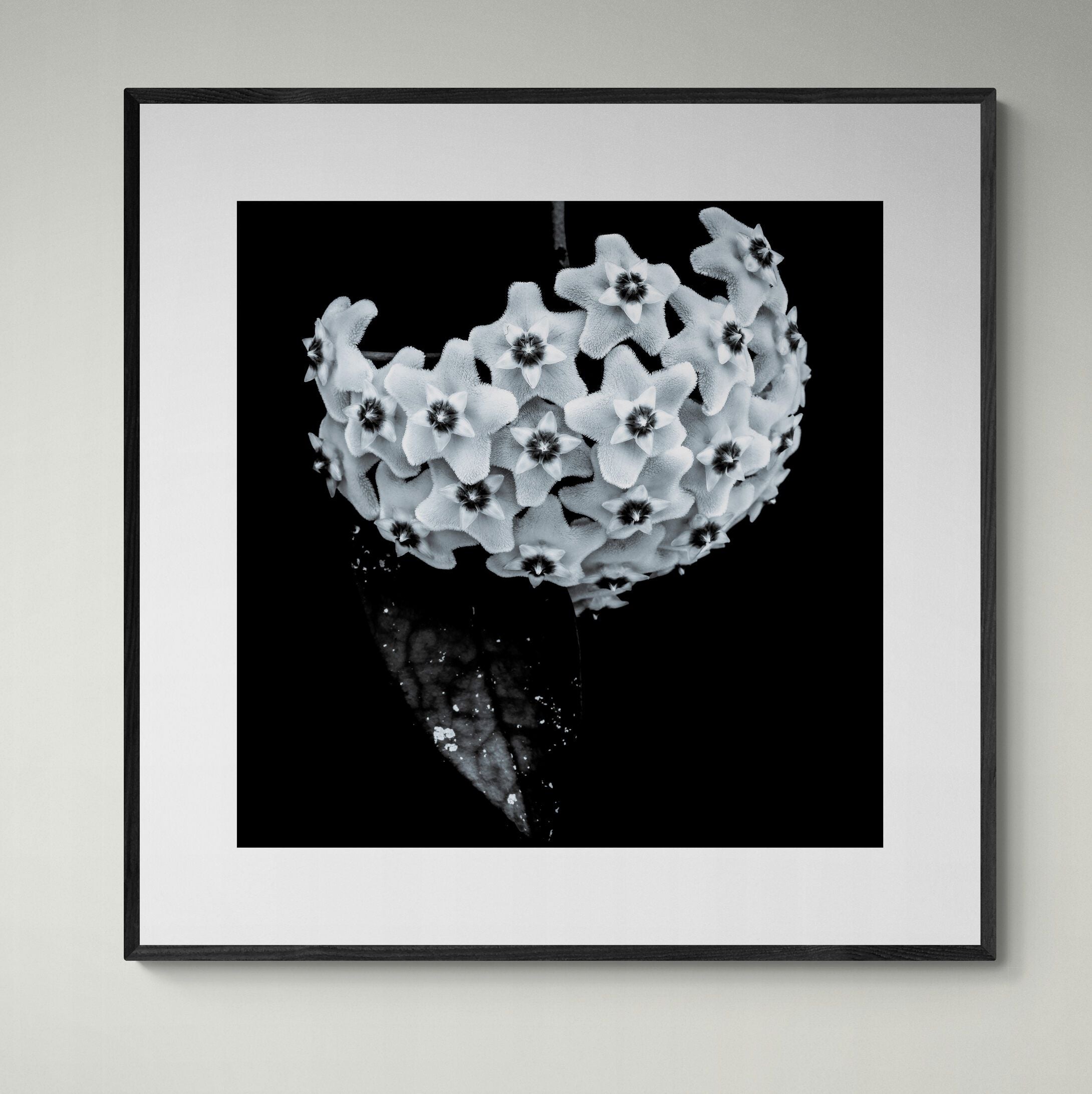 Framed_Hoya_Heirloom_black_and_white_print_on_wall by Kirsten Clark Art