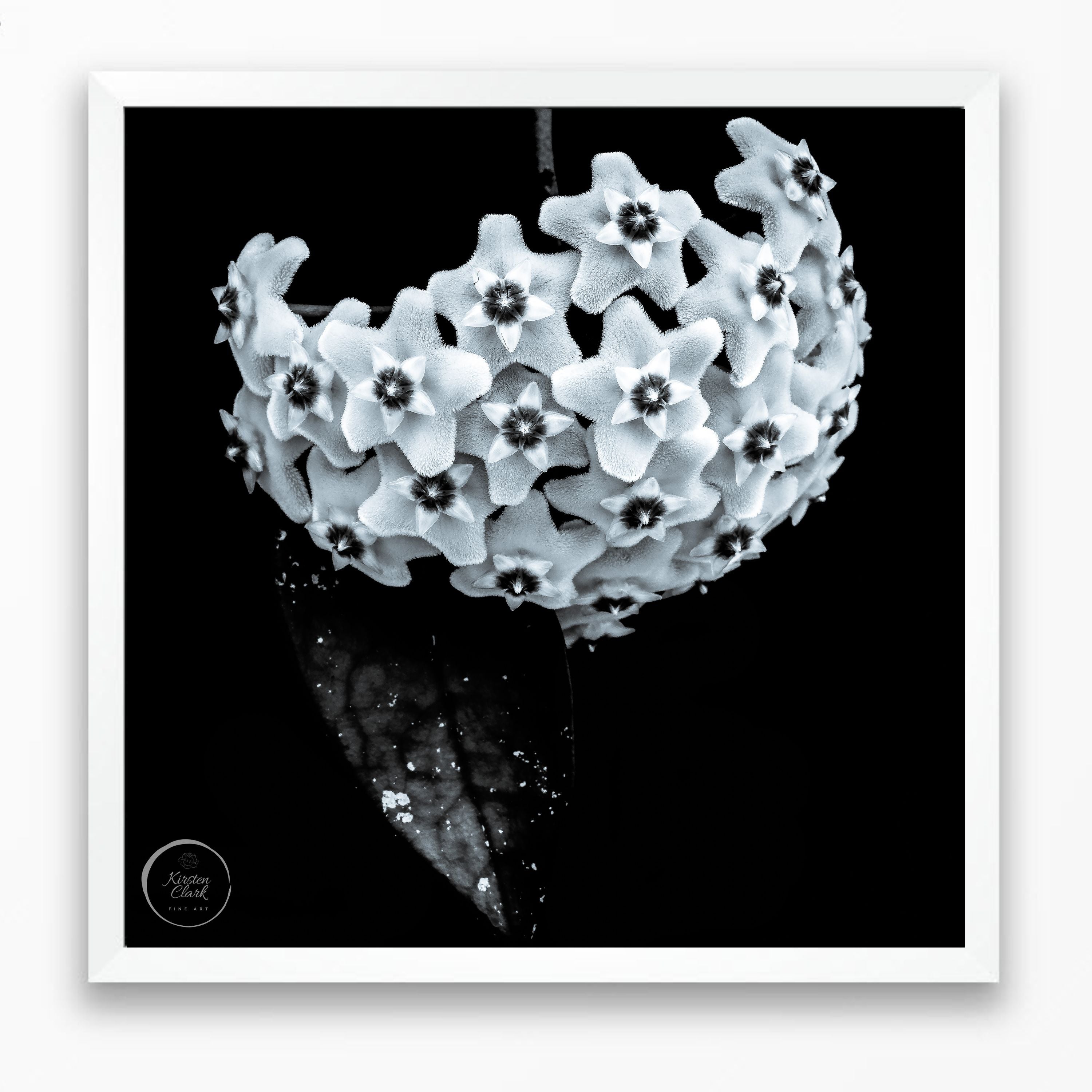 Hoya Heirloom #2 - Limited Edition Print