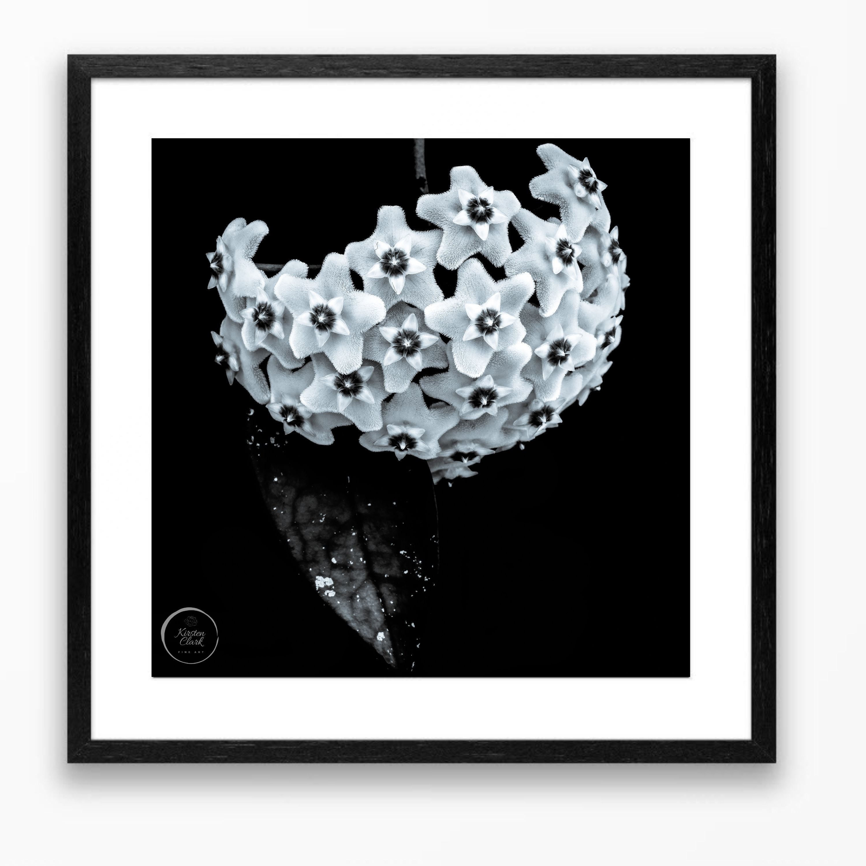 Hoya Heirloom #2 - Limited Edition Print